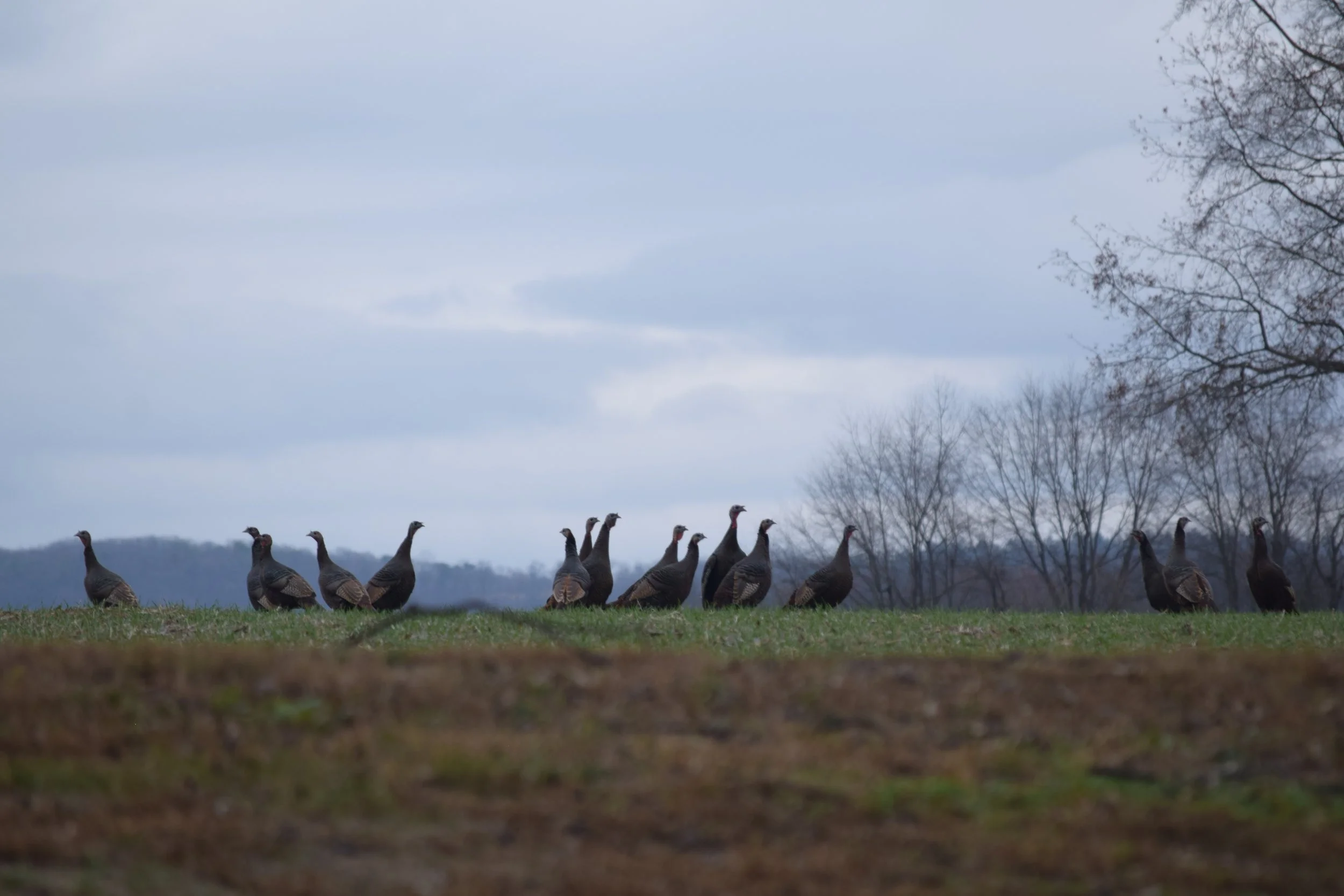 DSC_0015.JPG