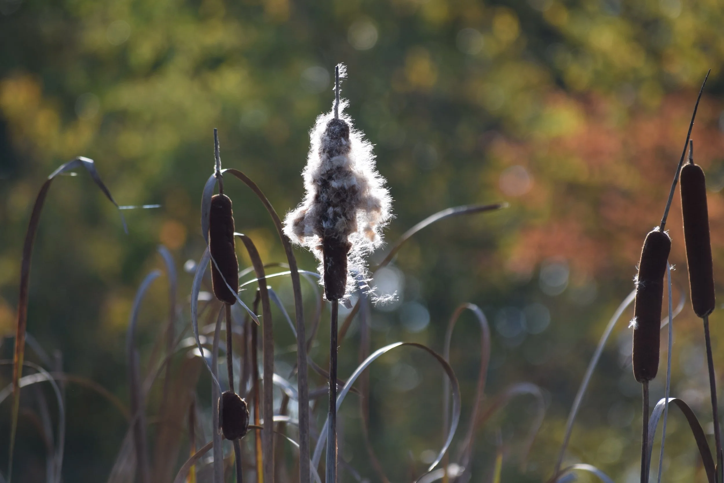 DSC_0521.JPG