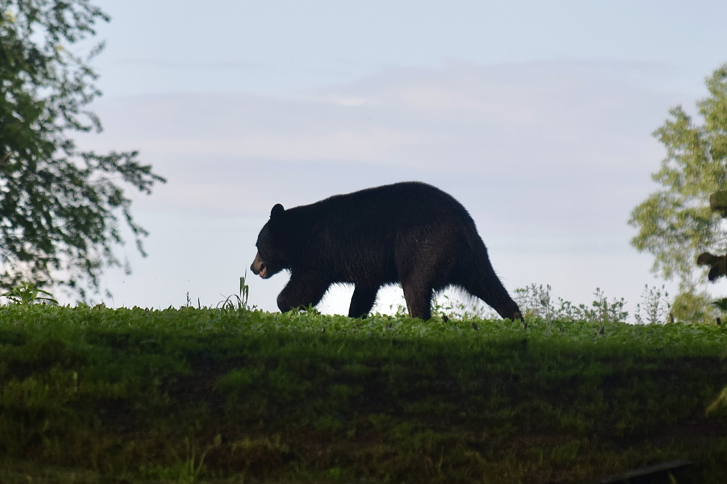 DSC_0069.jpg