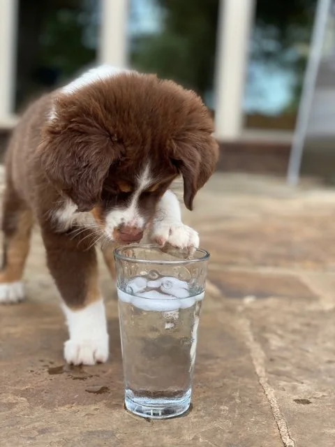 bella curious water.JPG