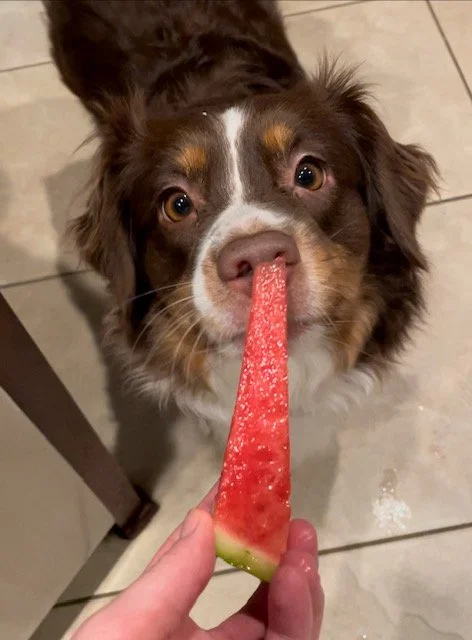 bella where's the carrots.jpg