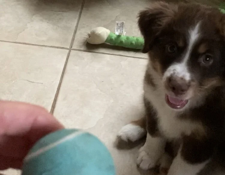 bella is that a ball.jpg