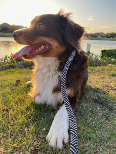 Bella glamour shot.jpg