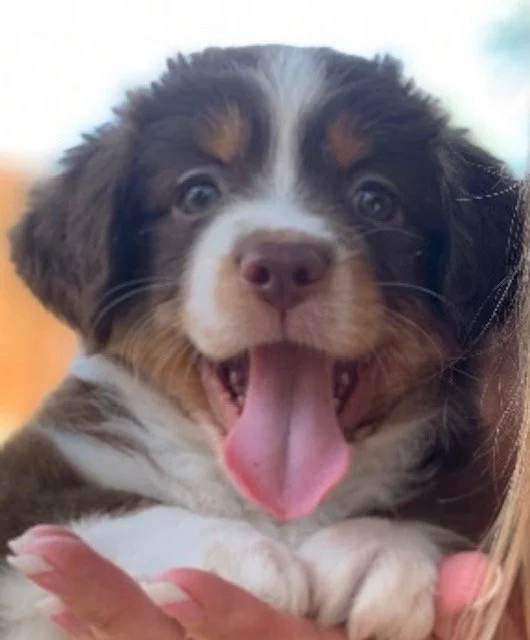 Bella baby.jpg
