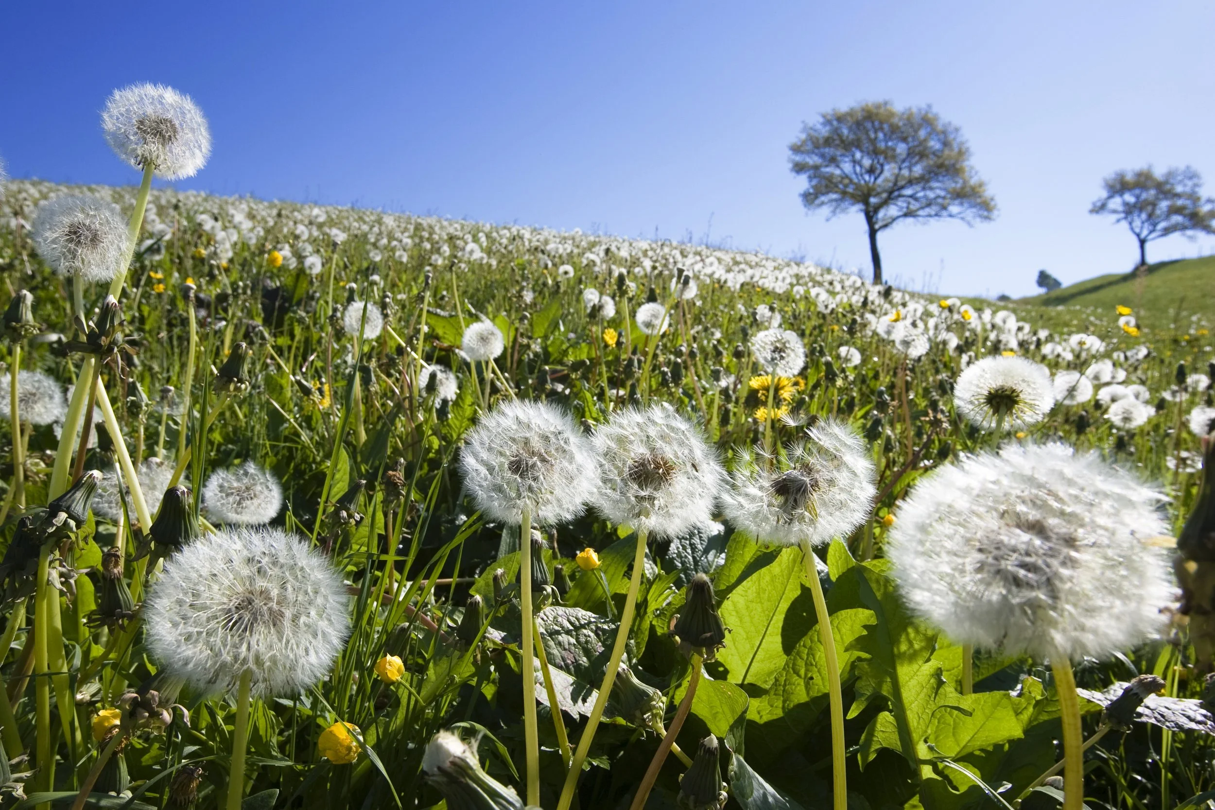The Florida Outdoor Allergy Panel