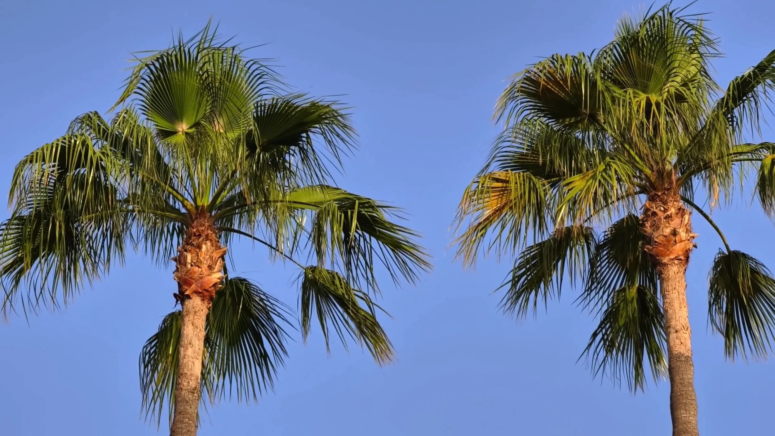 The Whole Florida Comprehensive Allergy Panel