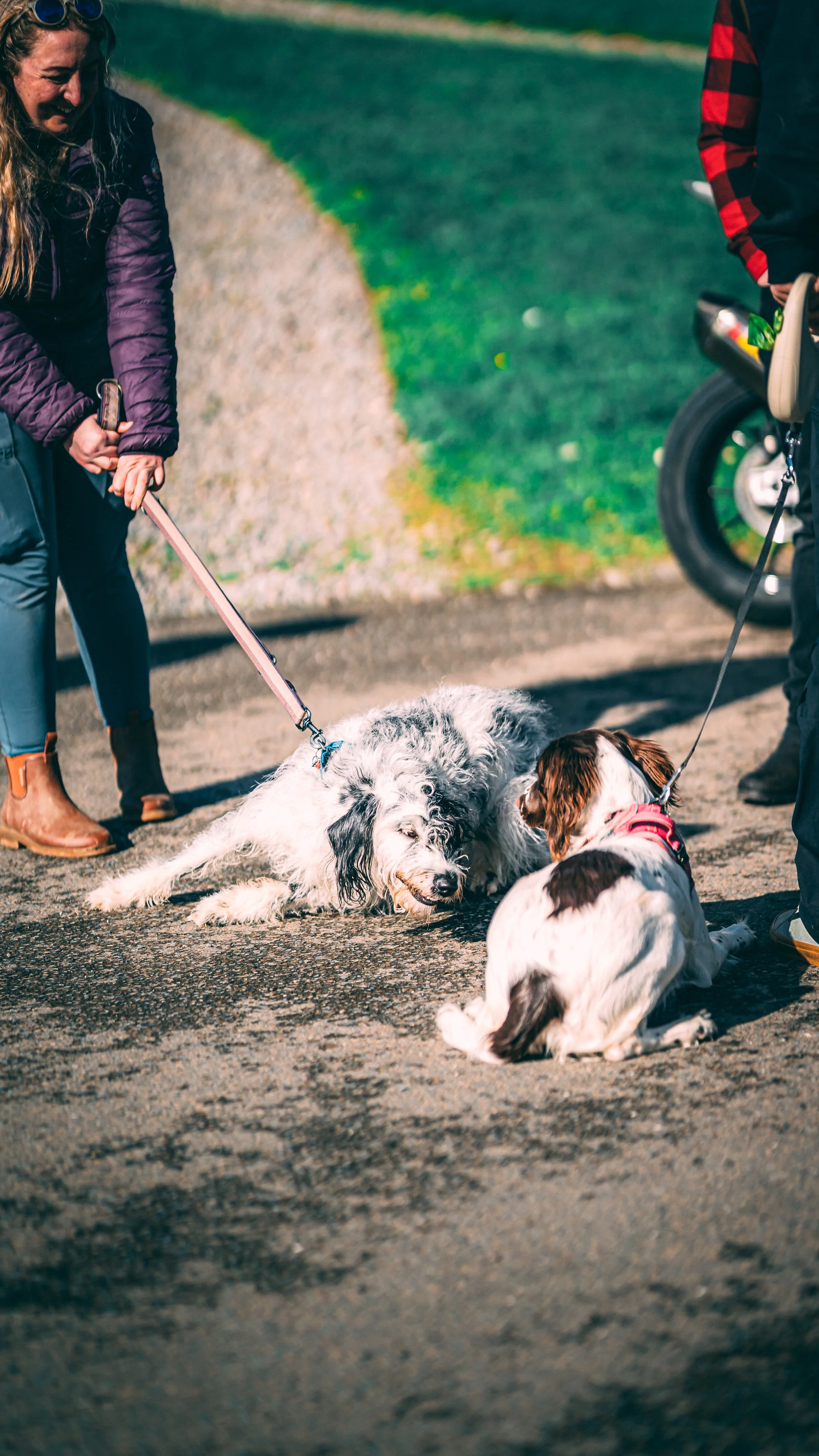 People walking dogs on a gravel path, with two people visible and multiple dogs lying on the ground.
