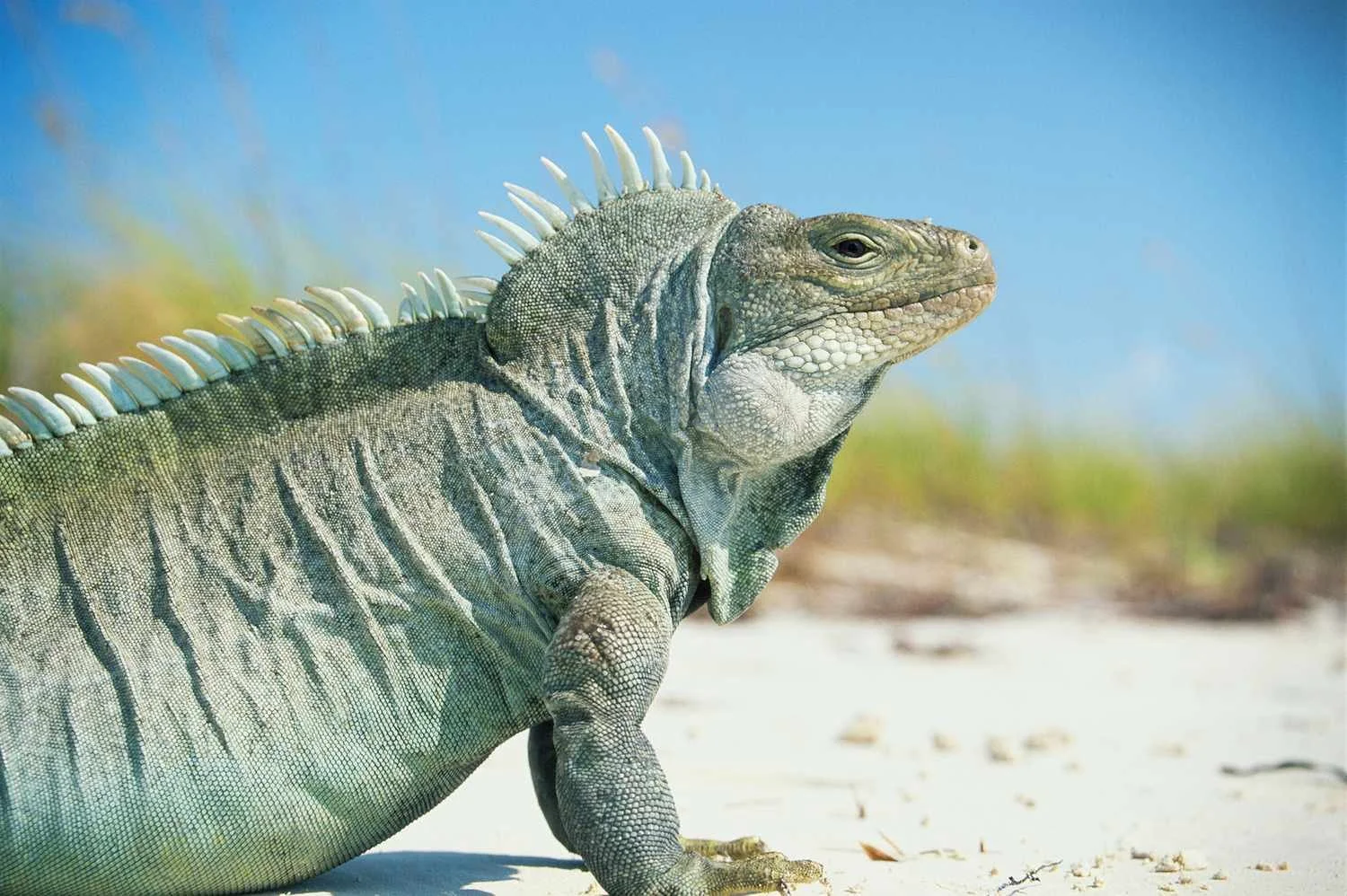 Close-up of a green iguana with spines along its back on sandy ground with blue sky and grass in the background.