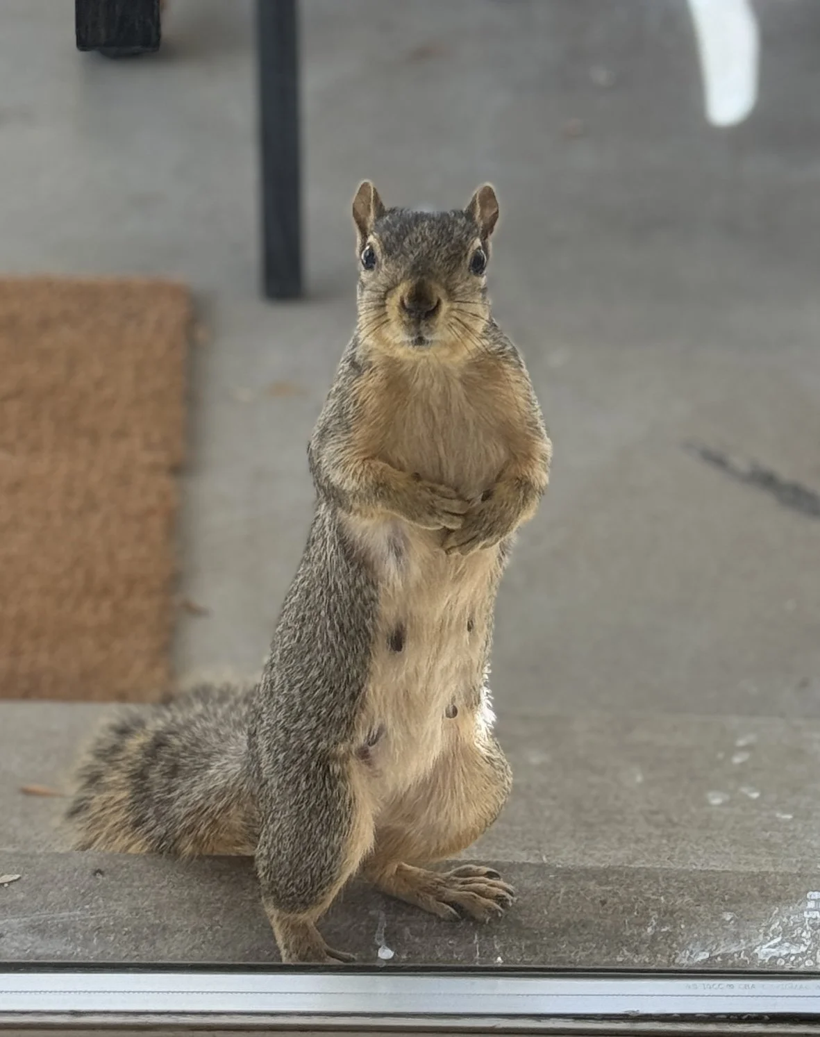 Lily's little squirrel friend (she named her "Cotton"), wondering what the heck is going on in there...
