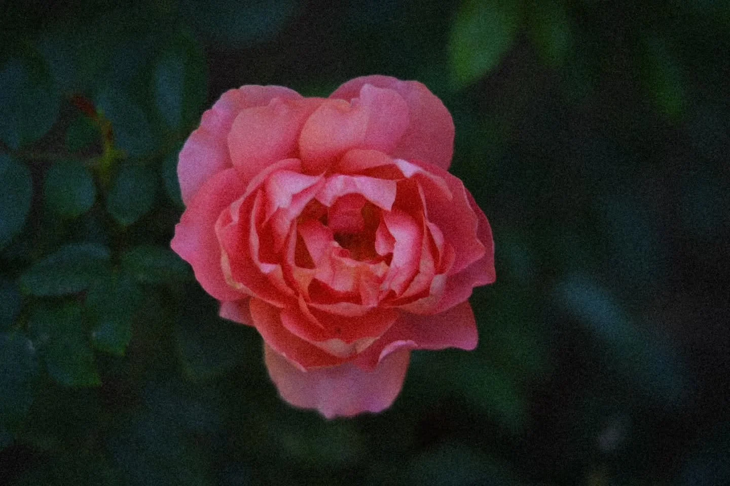 Hello 👋  from the garden🌹

Flowers, birds, and bees 🐝