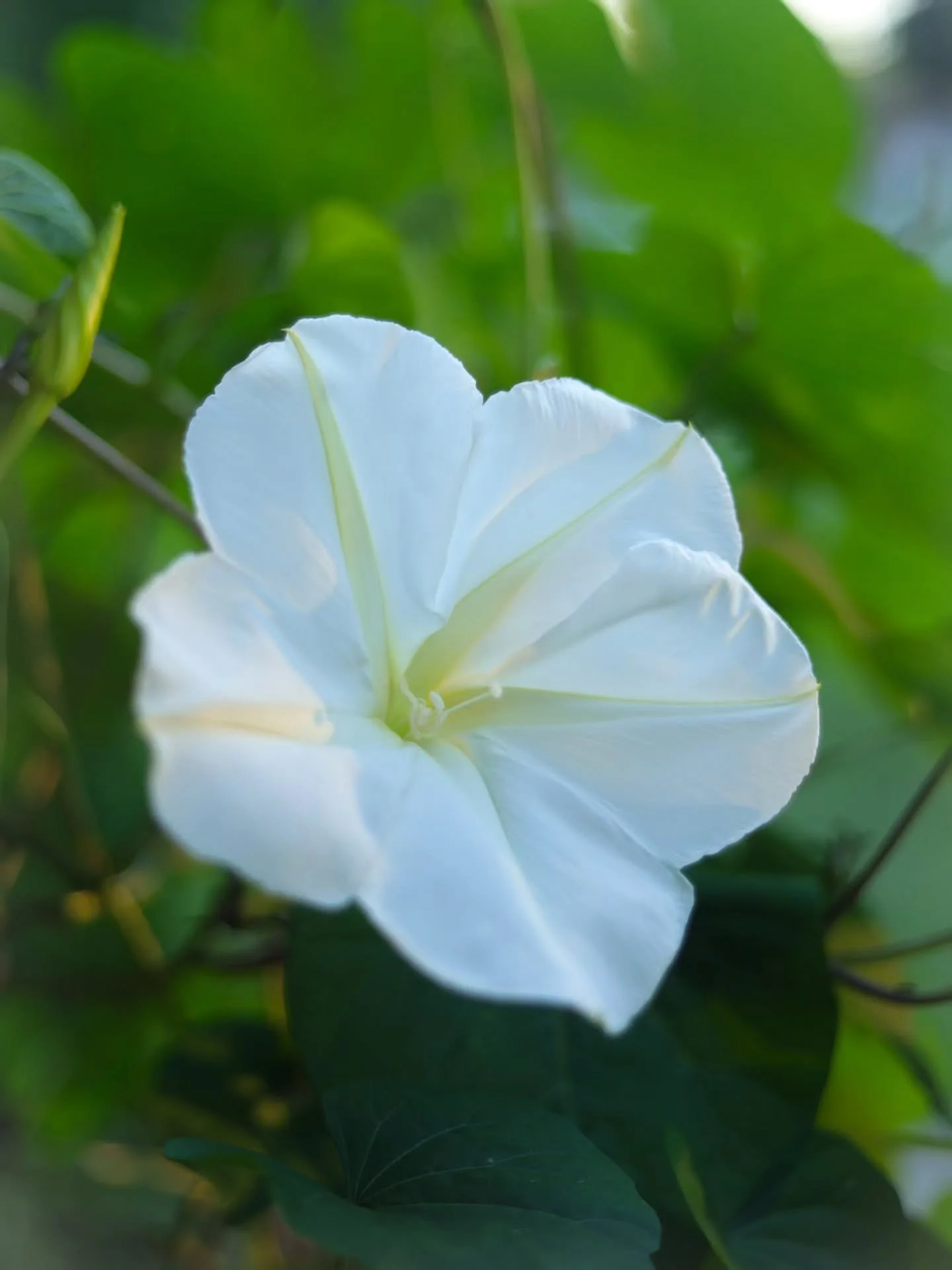 Moonflower 🤍🌙🤍

You may have seen recently in my stories my excitement for my newly bloomed moonflowers! ✨️
They are big, beautiful and smell divine! Enchanting. Truly.
 Before getting photos of this particular bloom, i thought I had time to recor