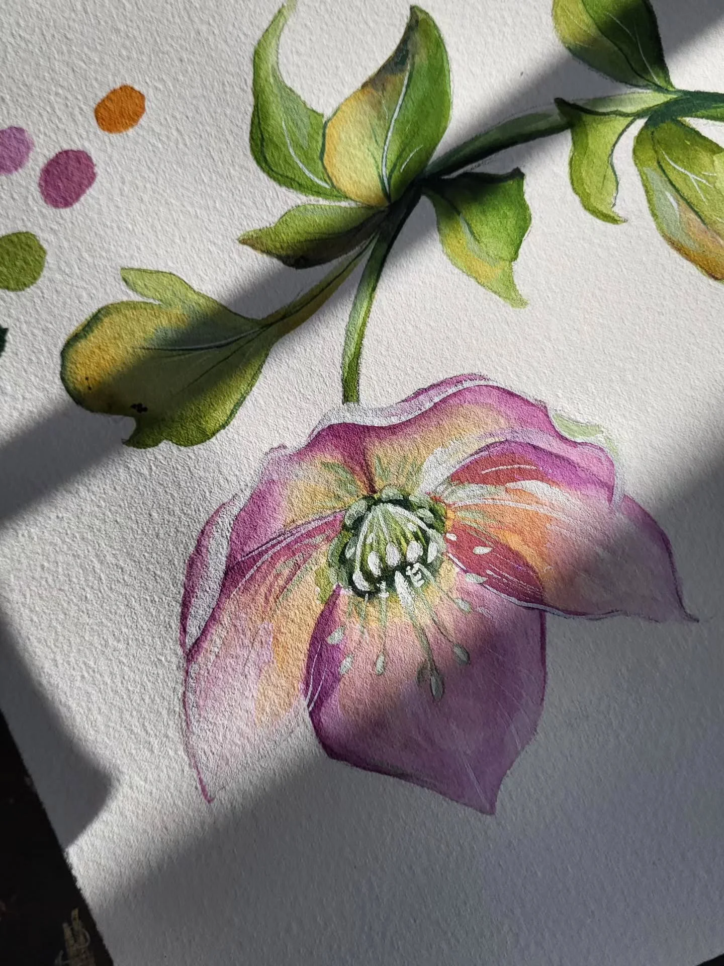 Another hellebore in gouache and currently working on this deer! I laugh sometimes at the beginning stages of painting- sometimes they just look so silly! More details to come!

Im working off of a deer photo of mine from a few years ago I captured i