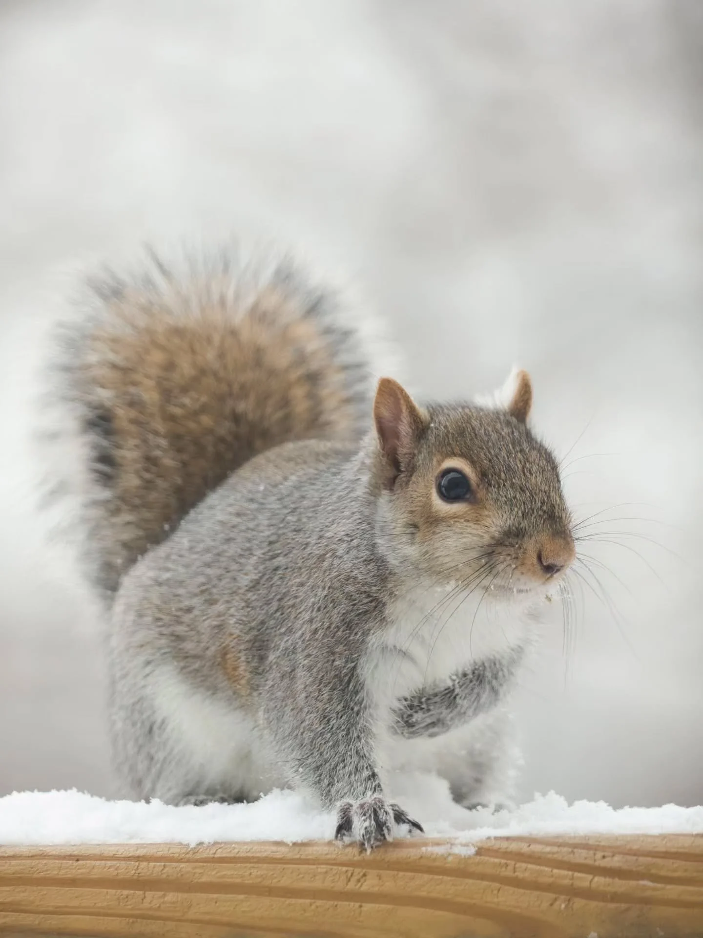 A few of my backyard friends🐿🐦
.
🩶Eastern Gray Squirrel 
❤️Northern Cardinal Male
🩷Northern Cardinal Female
💙Blue Jay
🖤Dark Eyed Junco Male 
💛American Goldfinch (Winter Plumage)Male
💜European Starling
.
.
Love the little bloopers, it's always