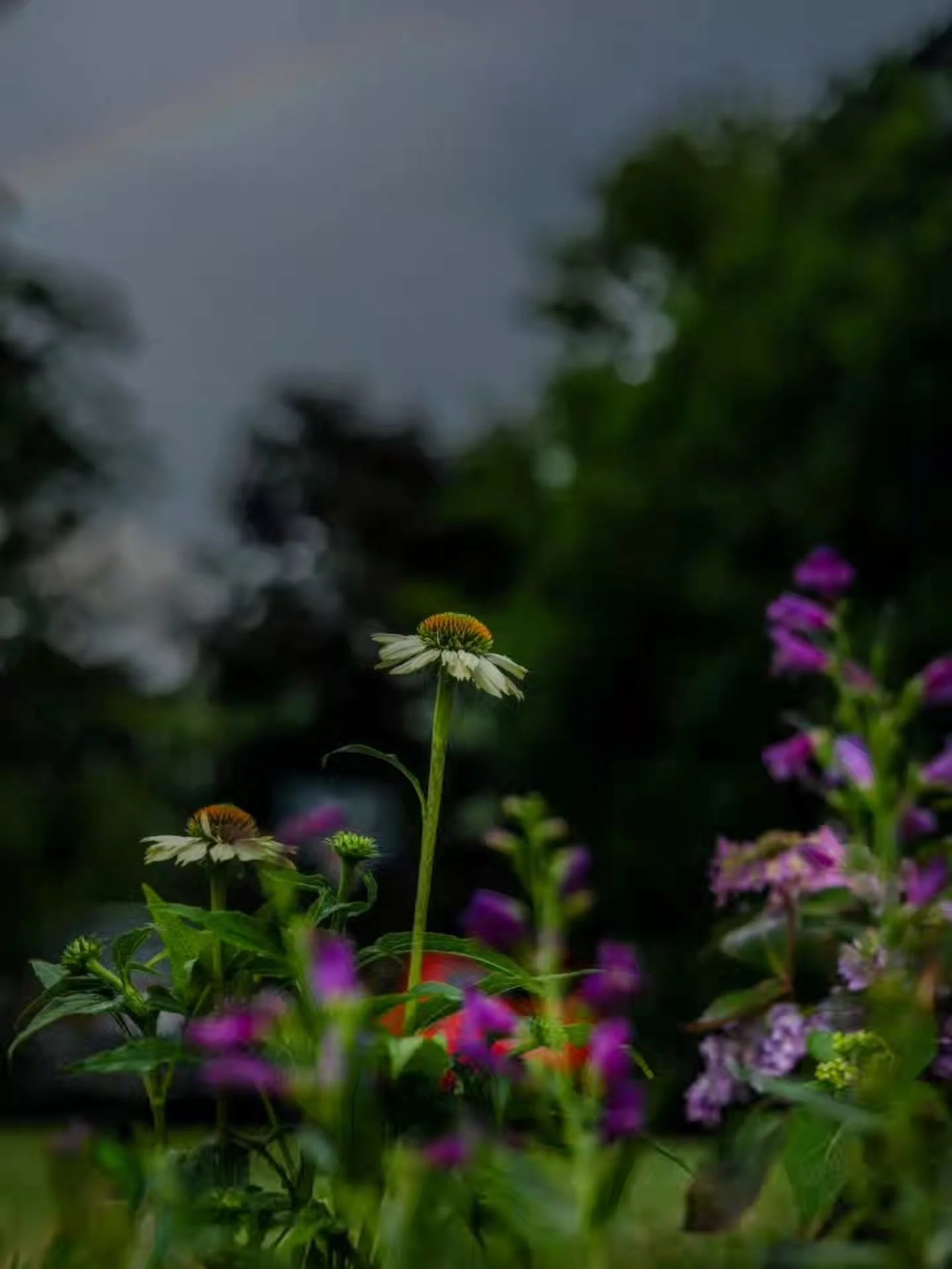"Living your best life is your most important journey in life"~ Oprah Winfrey 
.
.
Cone Flowers 💐 

An echinacea, or cone flower, offers us lessons in growth and resilience. ✨️

This flower also symbolizes strength and healing 💖 
.
.
In h