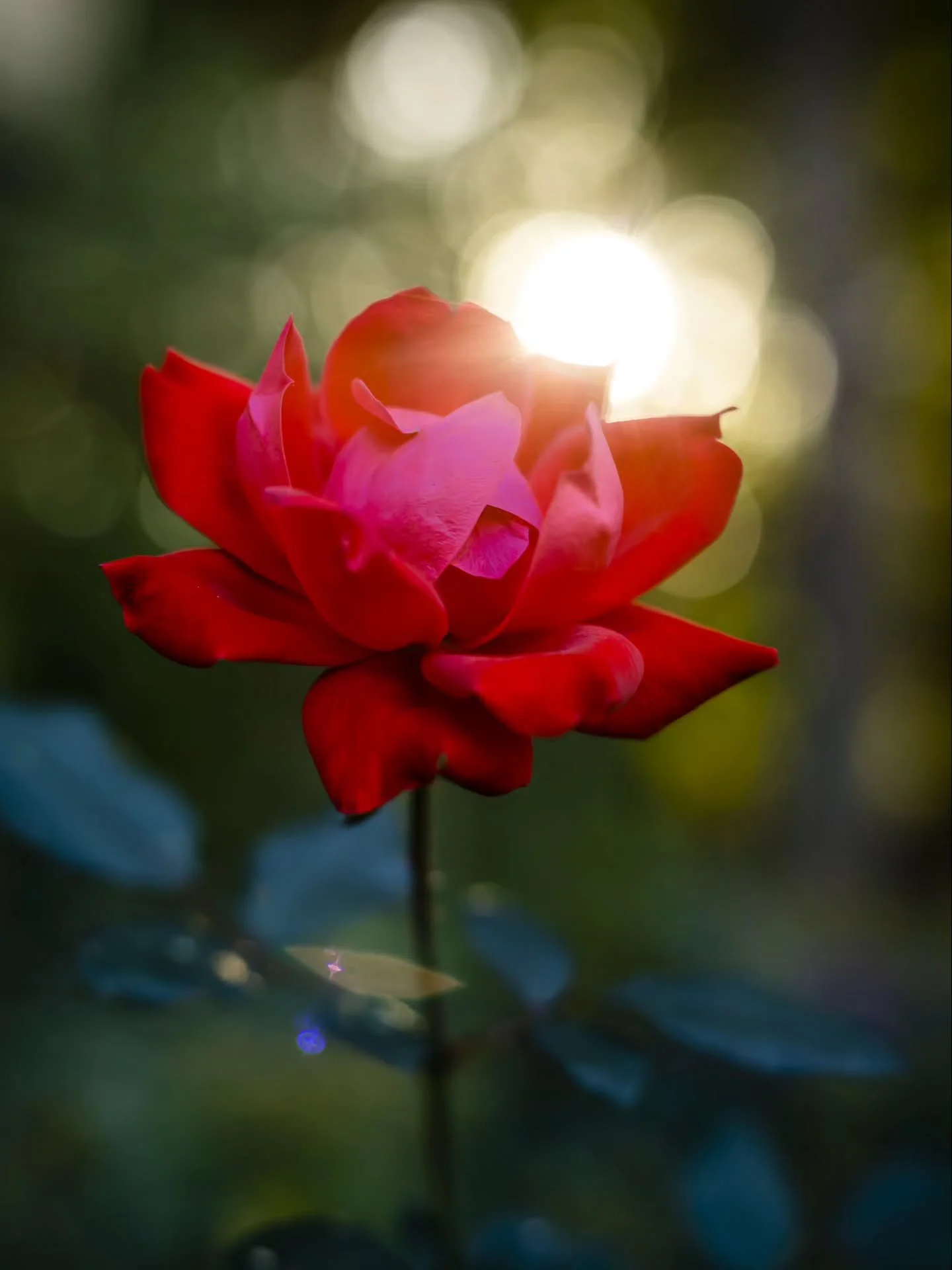 Roses have a special place in my heart and la luna is an energy I feel pulled to, always.

 That's why I have chosen to call my publishing imprint~ Rose Moon Press. 🌹🌙📖

Rose Moon translates to Love ❤️ Abundance ❤️Healing ❤️as well as Transition ❤