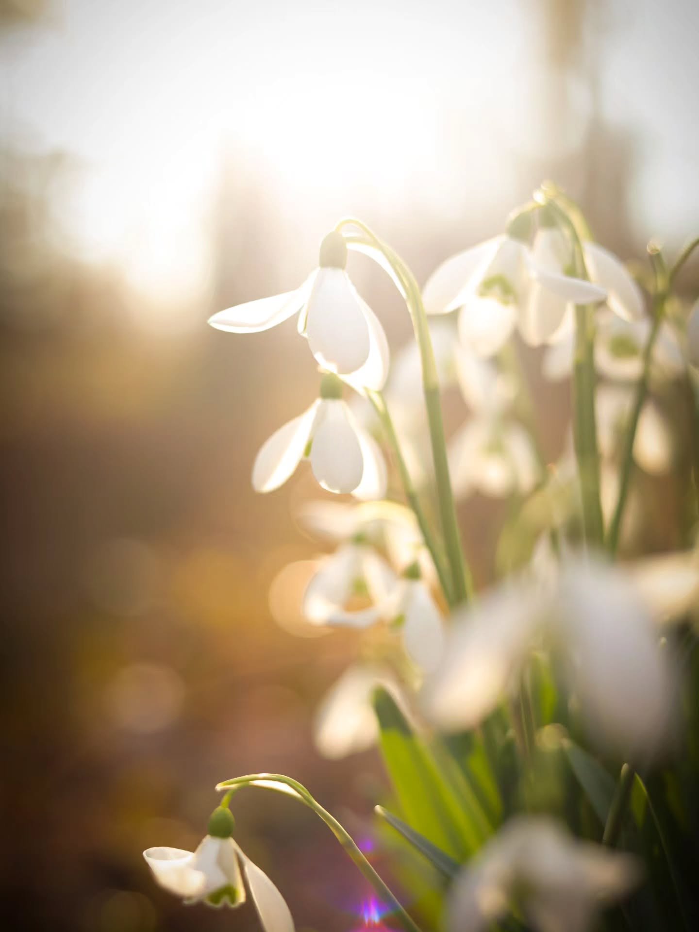 To say I was overwhelmed by pure joy seeing these spring blooms would be an understatement ✨️

My husband and I stopped here earlier in the day around noon on Sunday, and I pretty much left him in my dust, lol I was moving quickly but taking in all t
