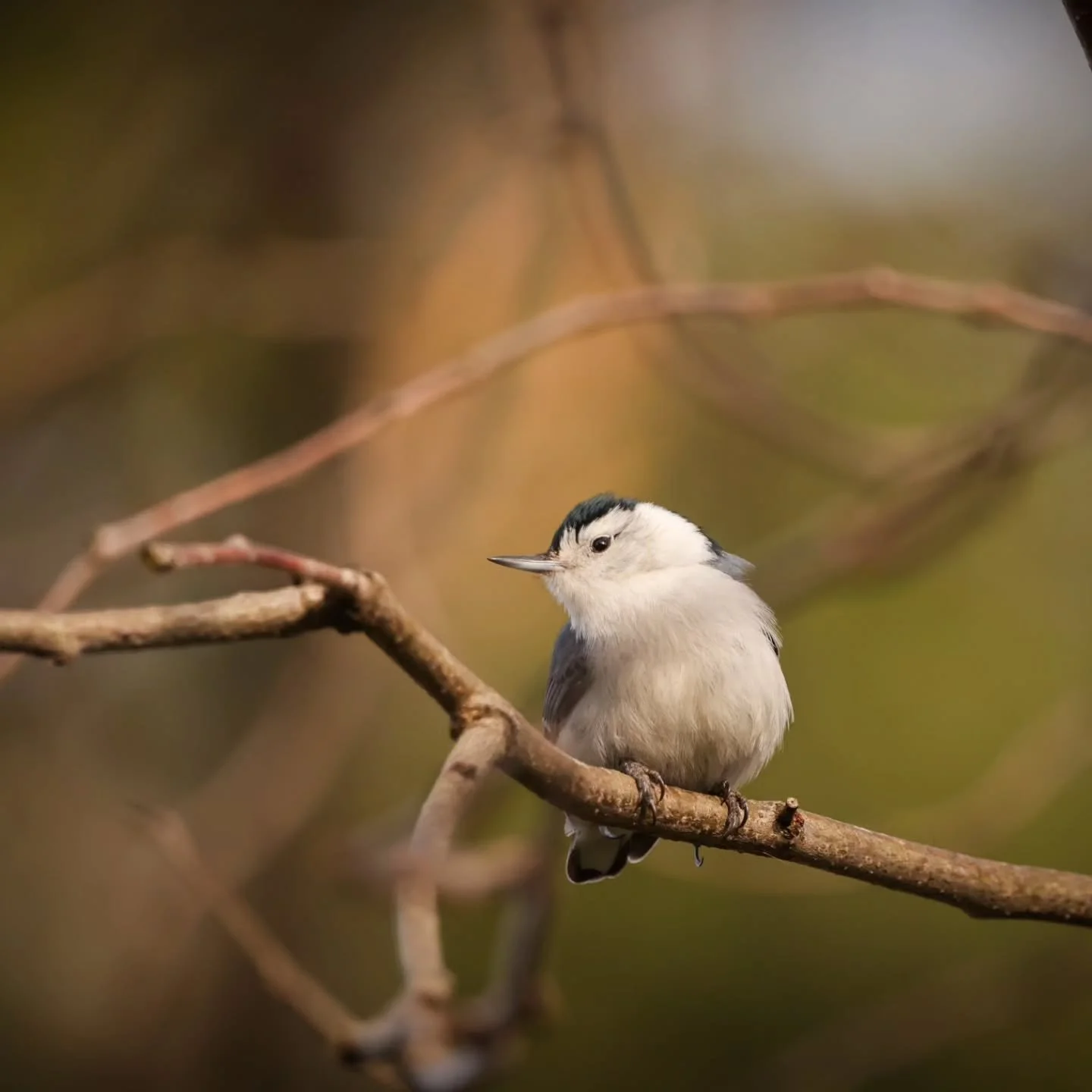 Just a few birdie friends! I keep them well fed, so they trust me fairly well🤎  at least enough to be patient for a few photos 📸 
.
Usually I sit on the back porch (where their feeder is placed). Sit still, they slowly start popping up and sitting 