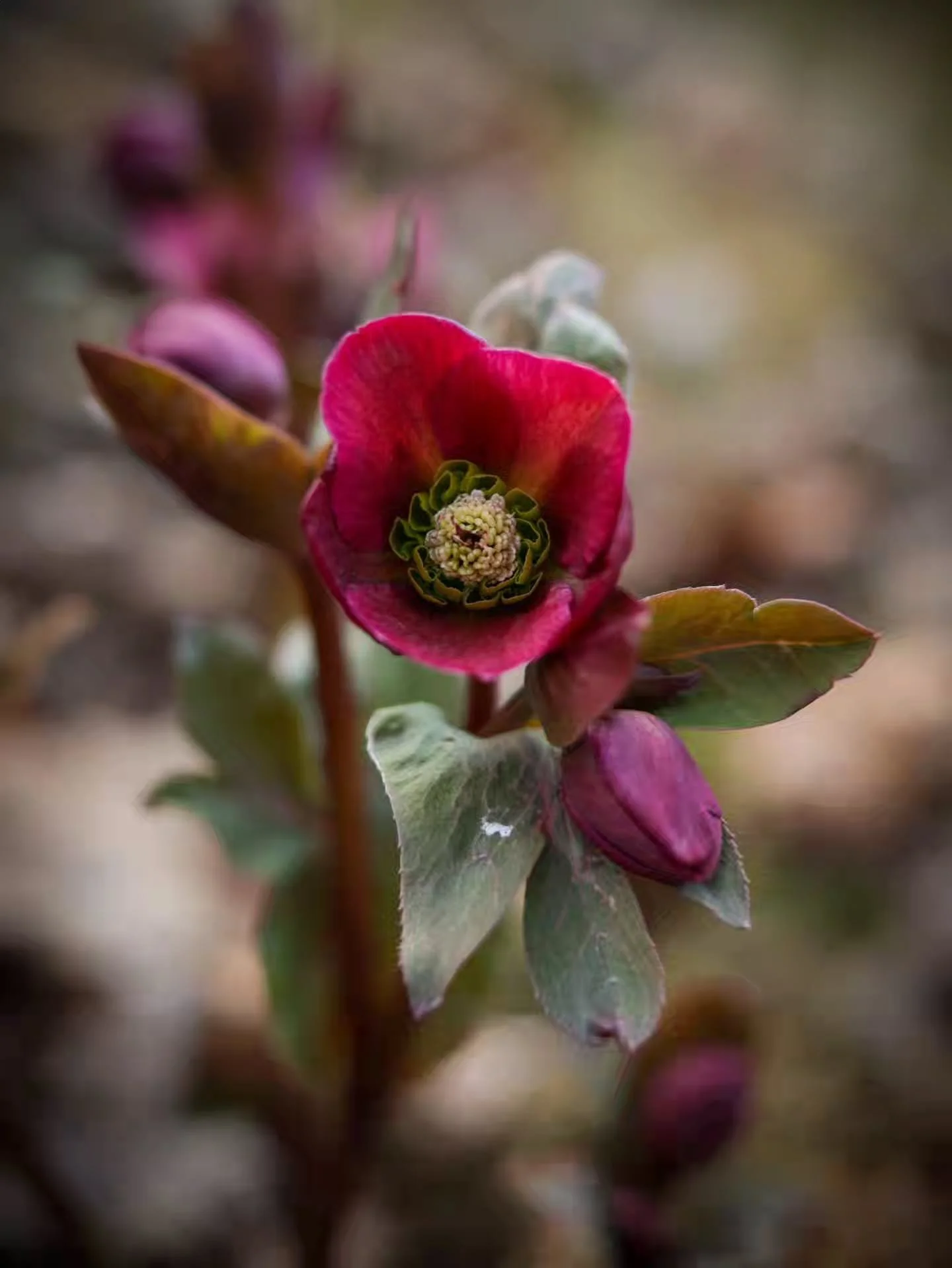 Hellebores~ Hyacinth~and a couple of cute Squills &hearts;️💜💙
.
#spring #hellebores #hyacinths #siberiansquill
