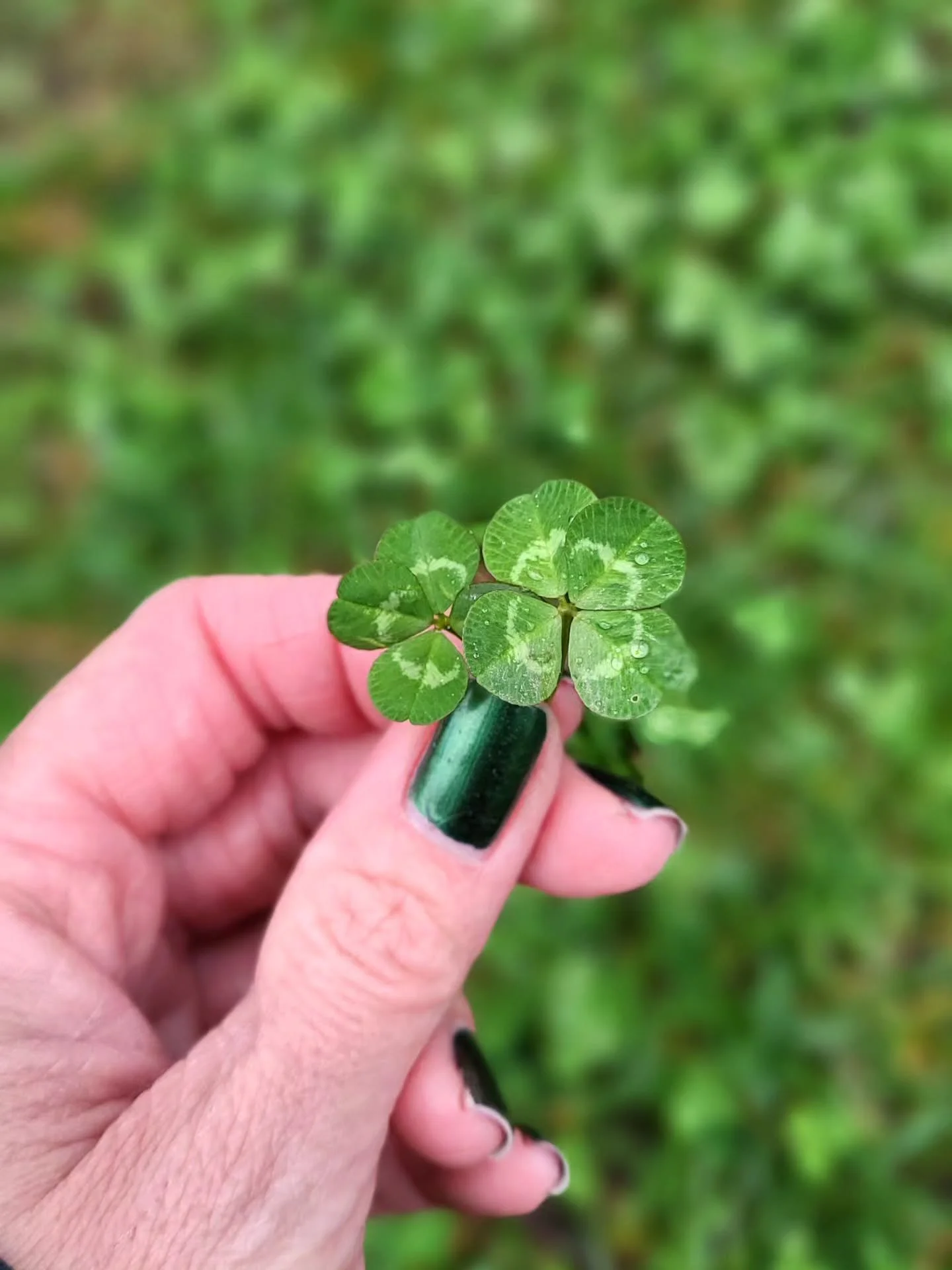 Yesterday I found four 4-leaf clovers! 🍀 
I've added a little video of one of the finds, you can hear my chickens in the background enjoying their treats 🤗🍓
.
.
