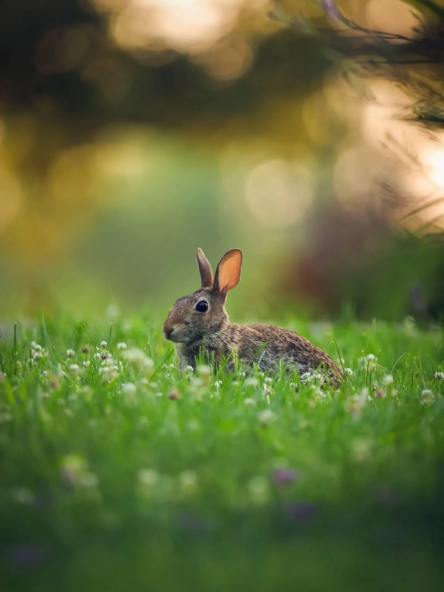 Happy Easter 🐰 
.
Today it is bright and warming up a bit, I will be taking a nice stroll through one of my favorite gardens this evening to see what's blooming! I hope you enjoy your day 💗