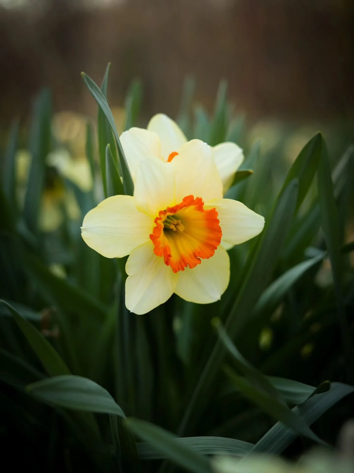 "Are not flowers the stars of the earth?" 
~Clara Lucas Balfour
.
.
#flowerart #floralphotography #brinckacrossgardens