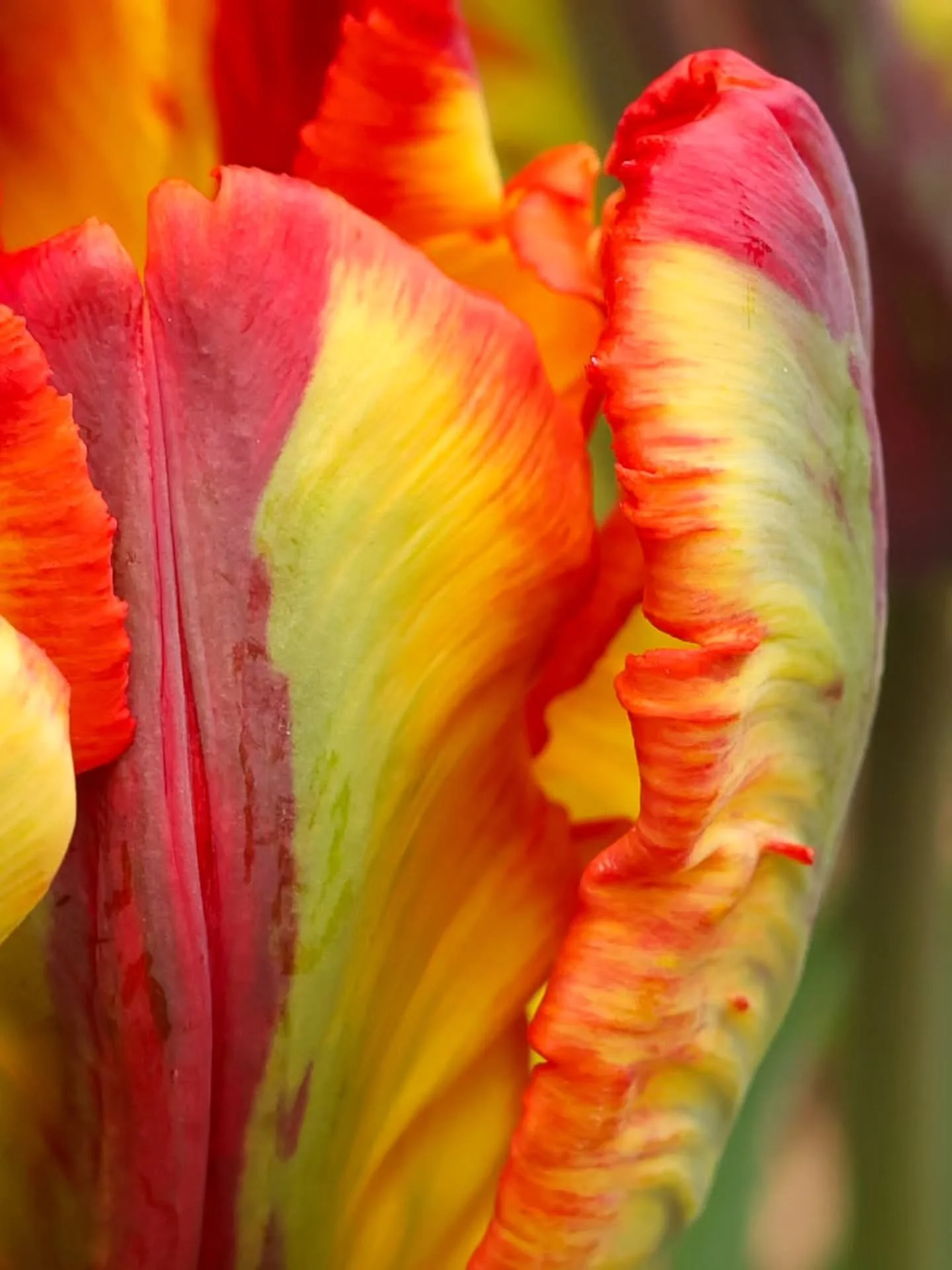 Upclose with my flowers🌷

Here we have parrot tulips, water drops on tulips, jack frost (false forget me nots which by the way are tiny!), crabapple flowers, muscari (also super small), lilacs, snowbells, fritilliaria leaves, and more tulips 🌷