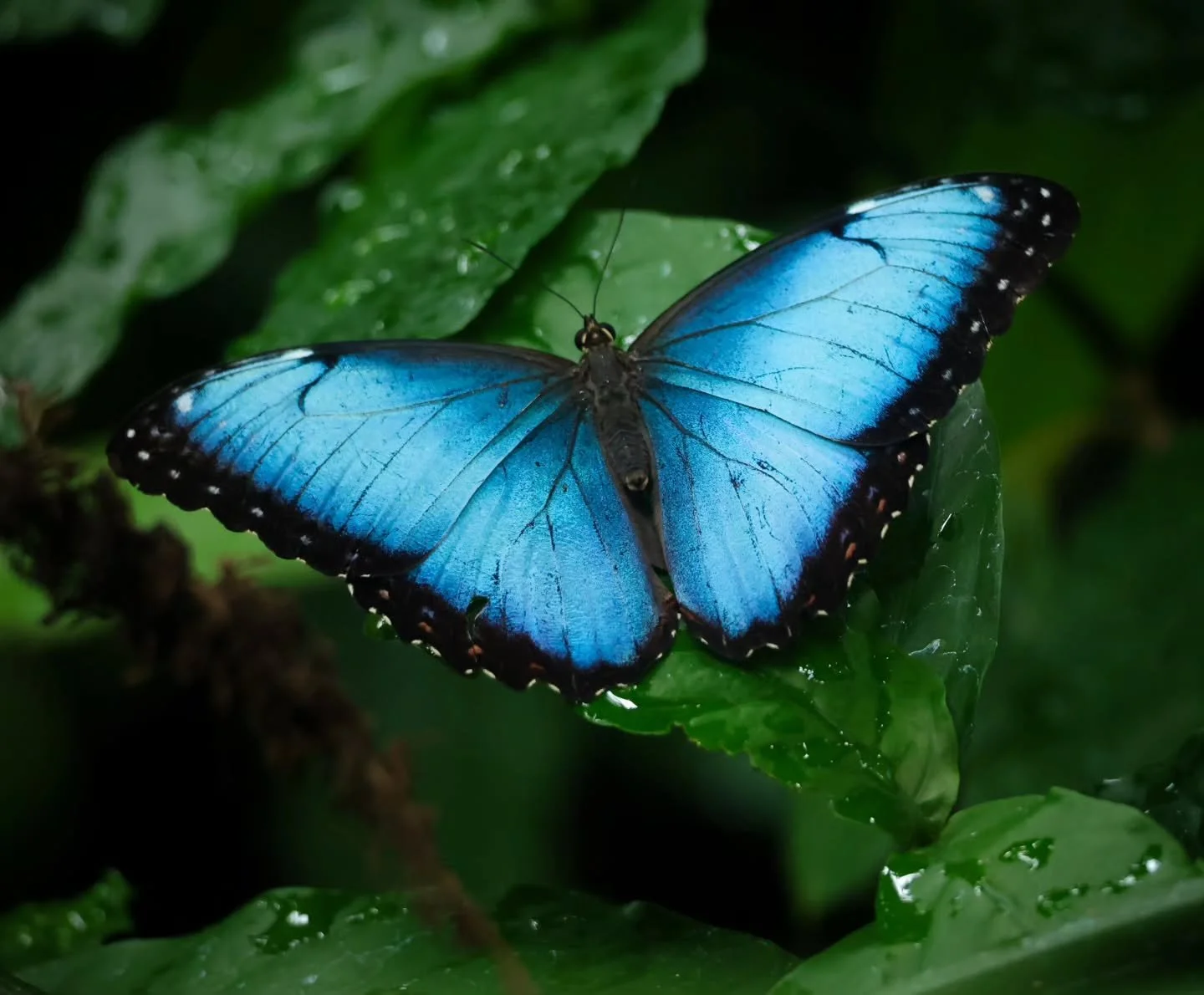 Butterflies 🦋 
.
I went and visited the butterflies at the @meijergardens in Grand Rapids, MI last week. 
What a magical thing to witness, you walk into a garden filled with fluttering butterflies all around you! 🦋
And there were canaries and quail