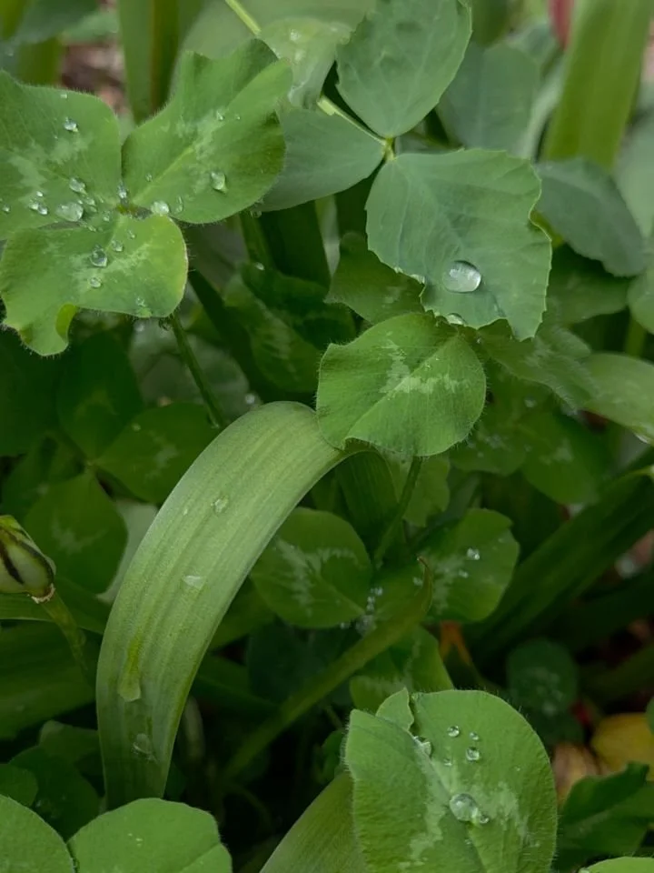 May today bring to you happiness, magic and luck ✨️ 🍀