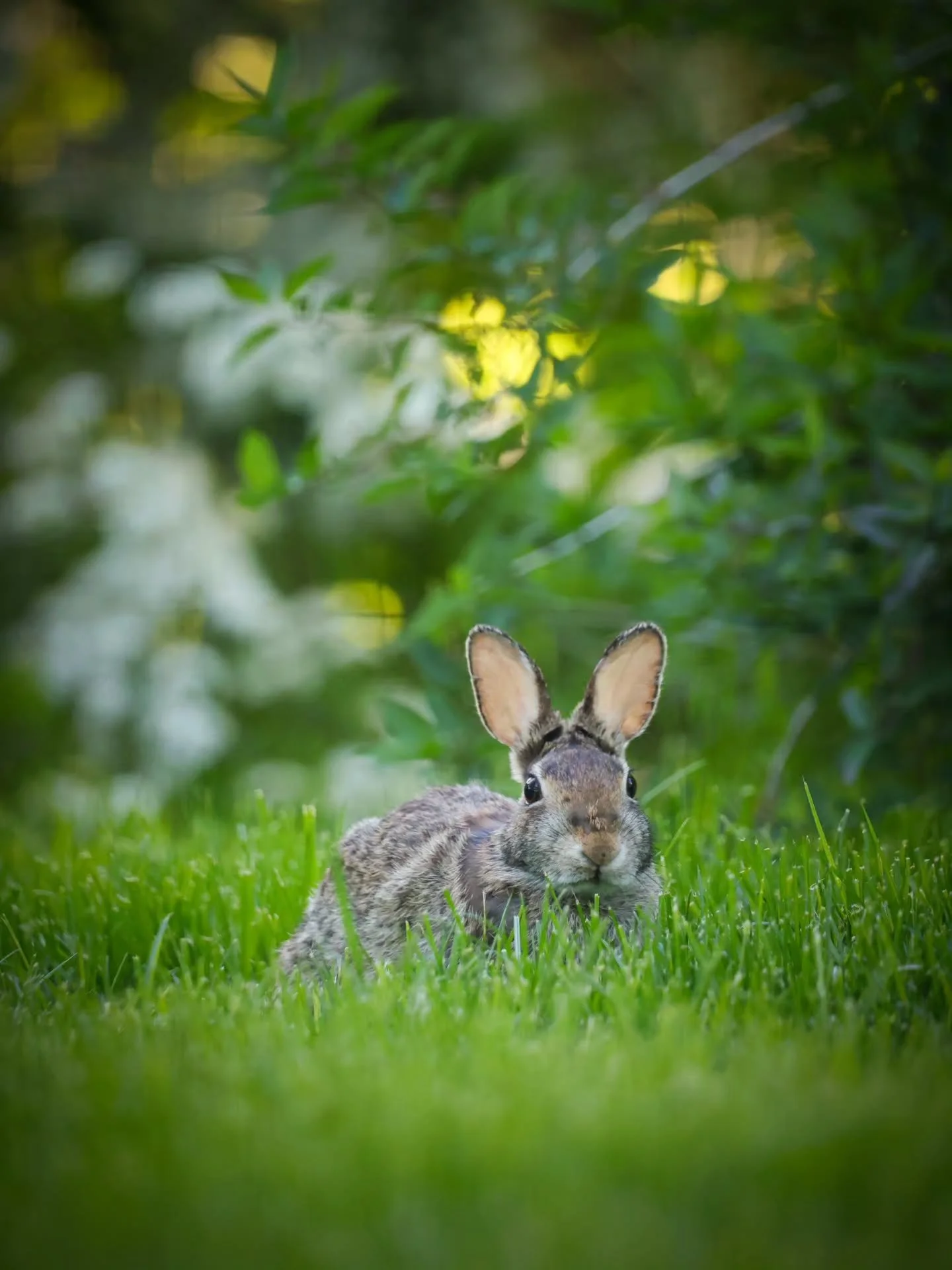 Happy Sunday 🌷🐇
.
.