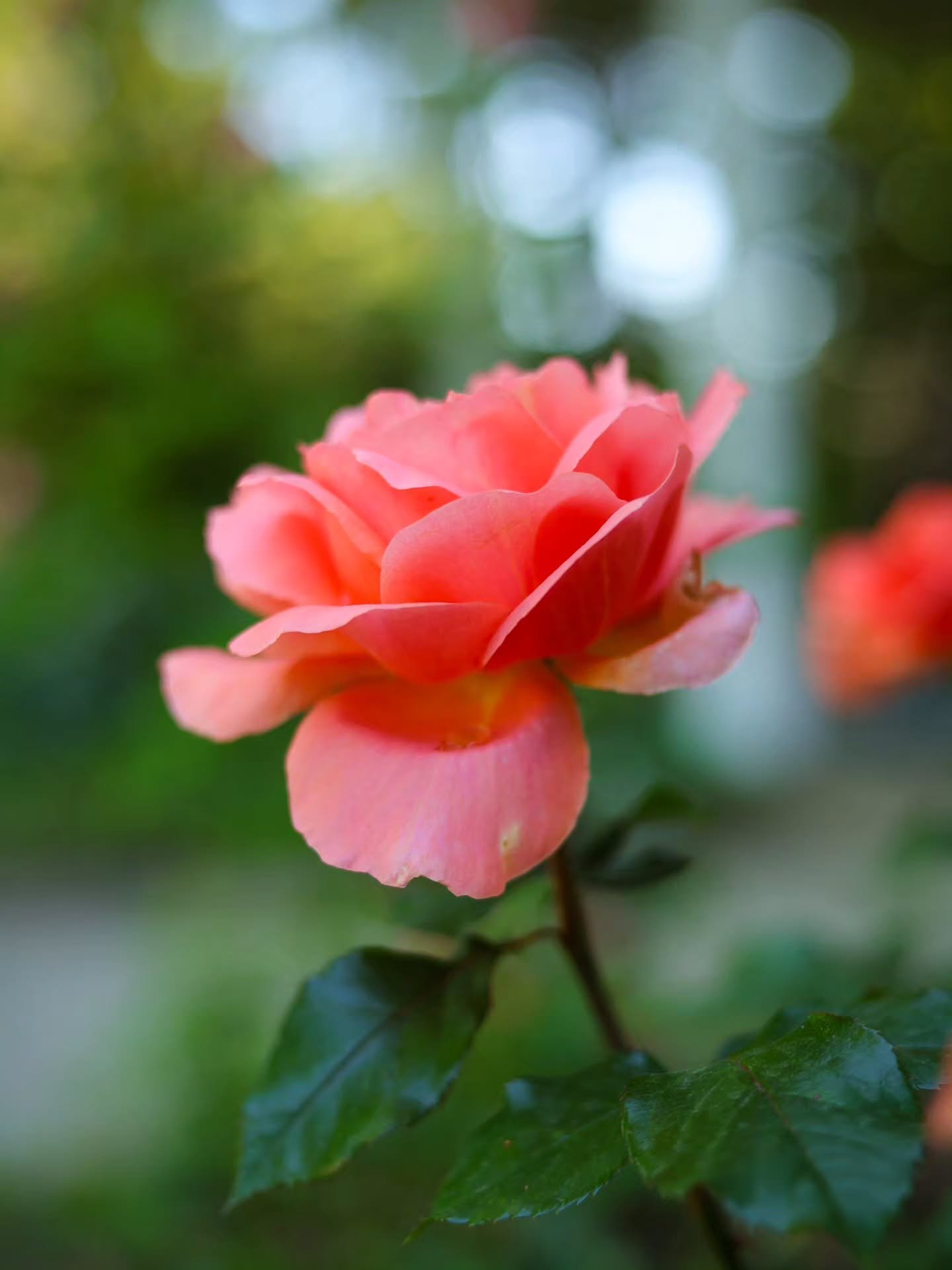 Roses are traditional beauties and I can't help but think they may be my favorite flowers! I have many &ldquo;favorites&rdquo; at times it seems my focus moves around depending on what's blooming, but it always circles back around to roses. Something