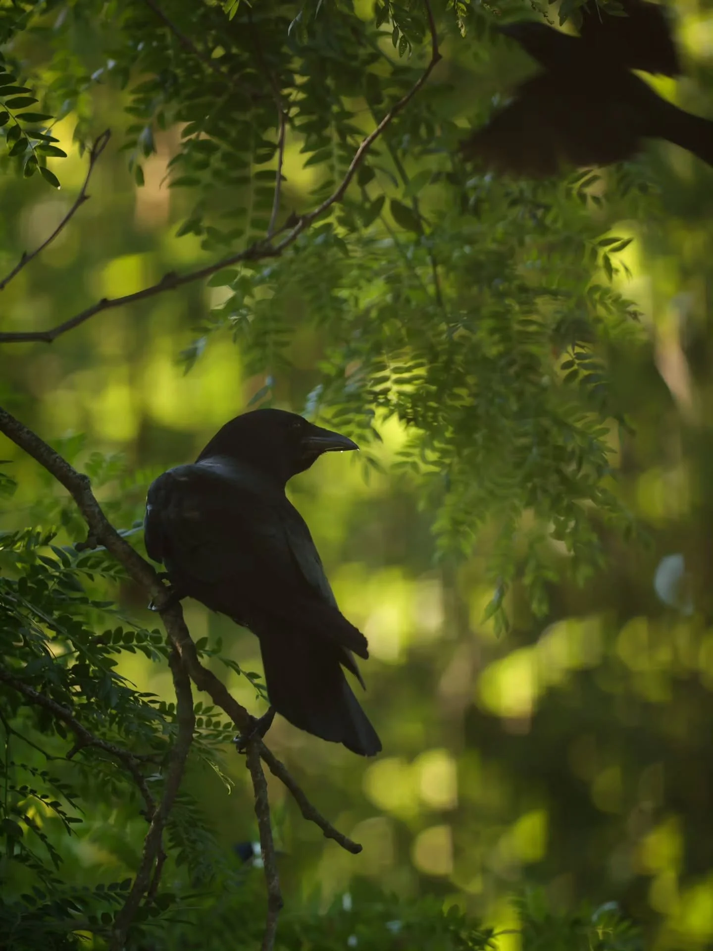 Excited to share! I believe the crows are trusting me! Did I finally make friends with the crows? As long as I supply them with peanuts, I think so!
For the last few days they have visited my fly through bird feeder that I moved to the ground. They l