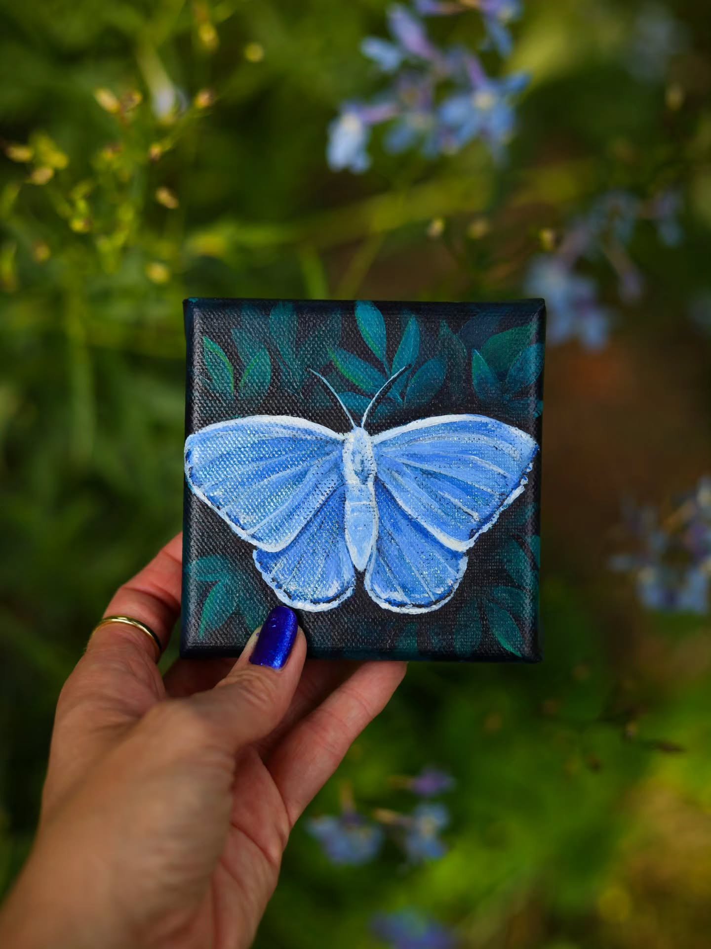 Summer Azure💙🤍
.
These sweet, tiny butterflies have been all over my garden this year! They are a beautiful dusty blue, but when closed the underside of their wings are white! There's so much magic in the Garden, so many little lives.✨️ 
.
I think 