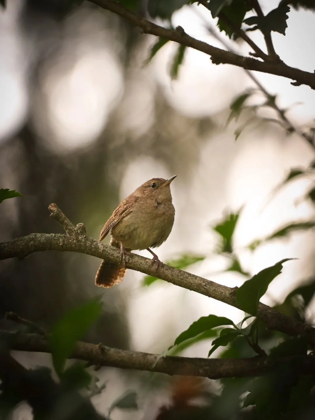 This corner of the garden features a wren, who sings and sings all day! And has taken up a little bird house! Yay! Its so cute to see (two wrens!) Building on the nest, they are very determined to fit long skinny sticks into the tiny doorway of the b