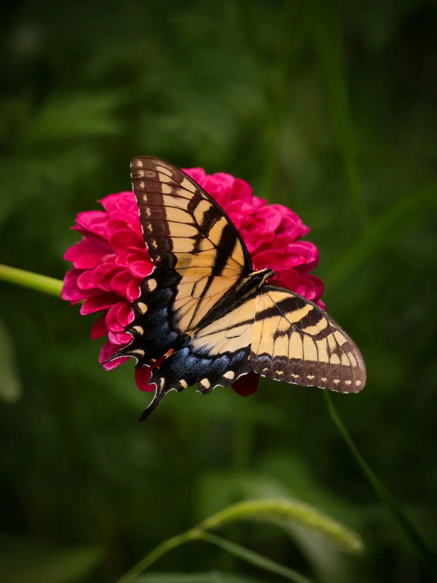 In the midst of all things, nature still carries on! ✨️
A little garden view of a swallowtail butterfly enjoying my zinnias that held through the damaging winds on Tuesday! My very tall subflowers unfortunately toppled over, though they still look al