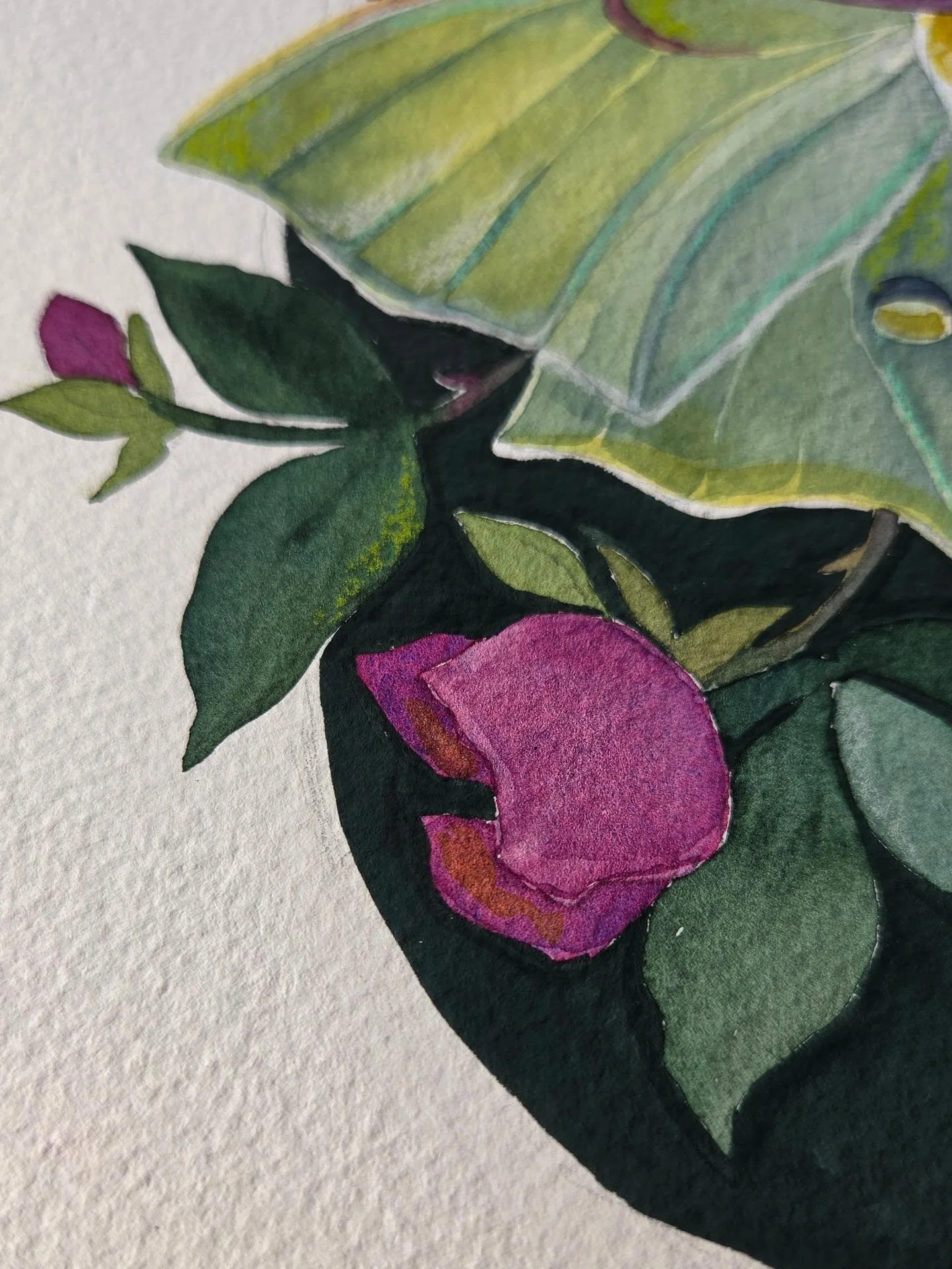 Work in progress ✨️ 
.
.
Working on new illustrations in-between my painting collections, and can't wait to share more!🦋
.
#laluna #lunamoth #roseart