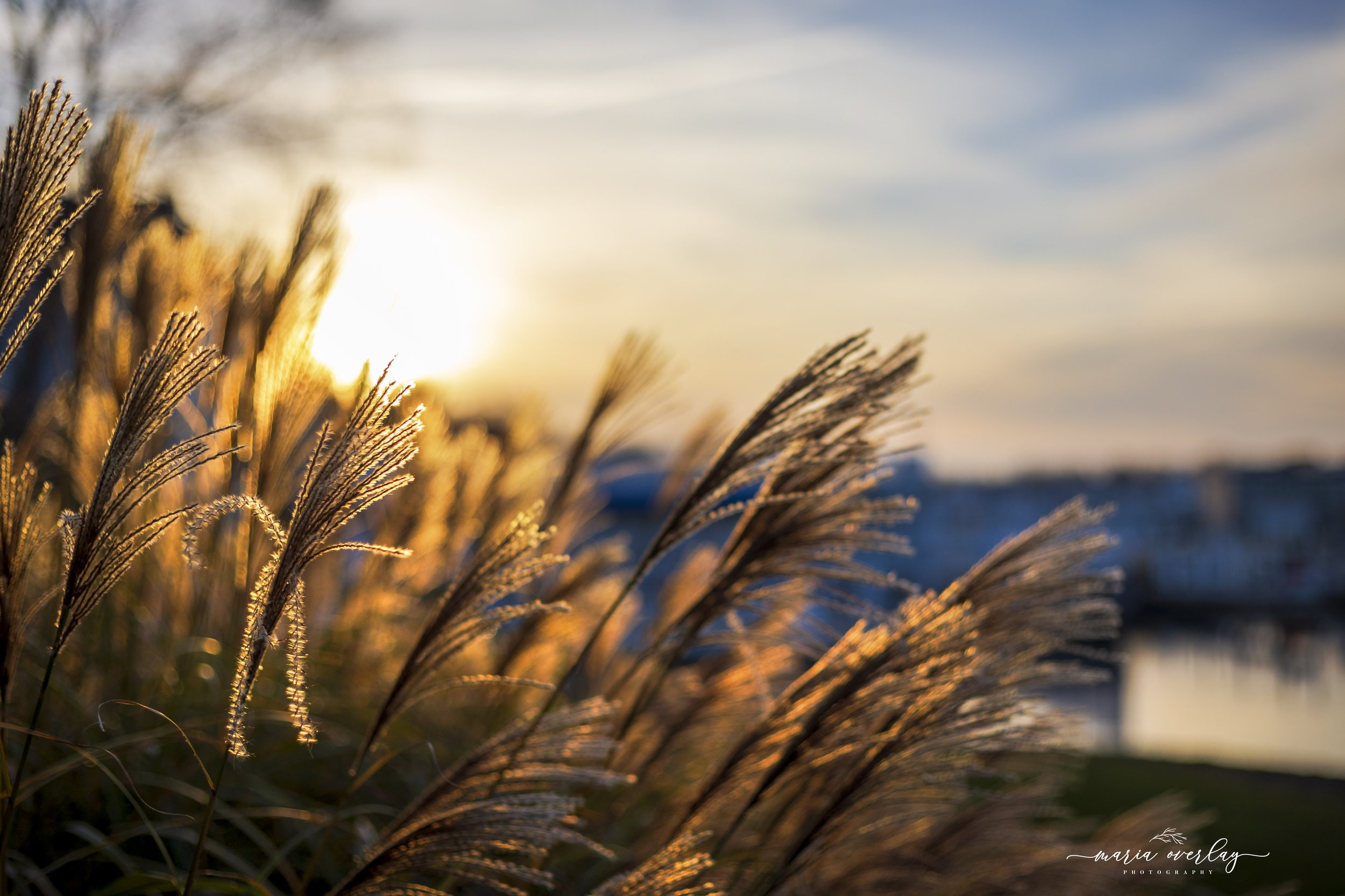 golden grass.jpeg