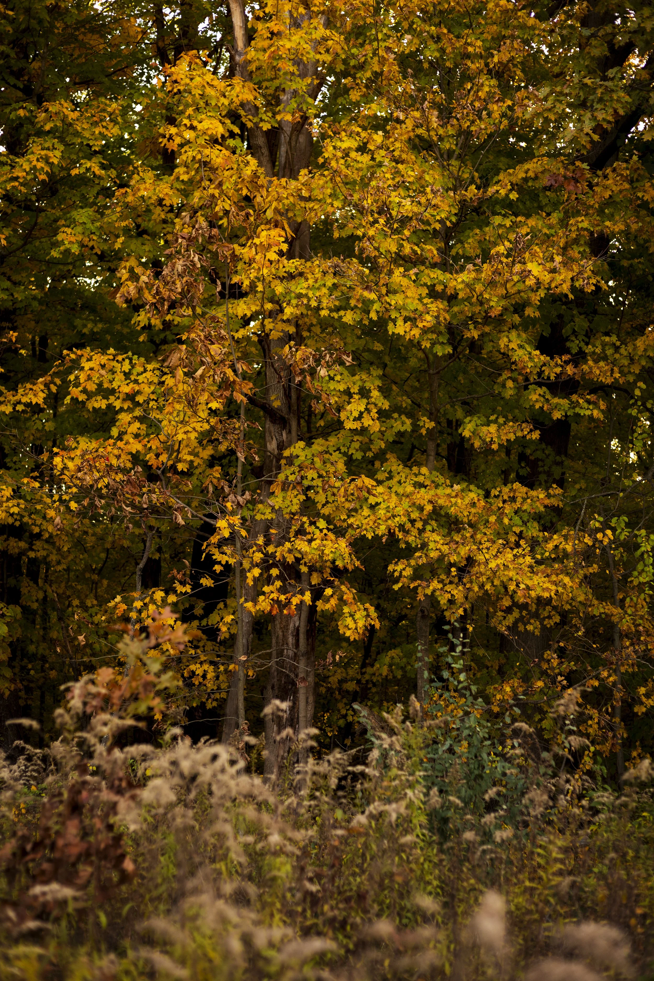 autumn 25 1.jpg