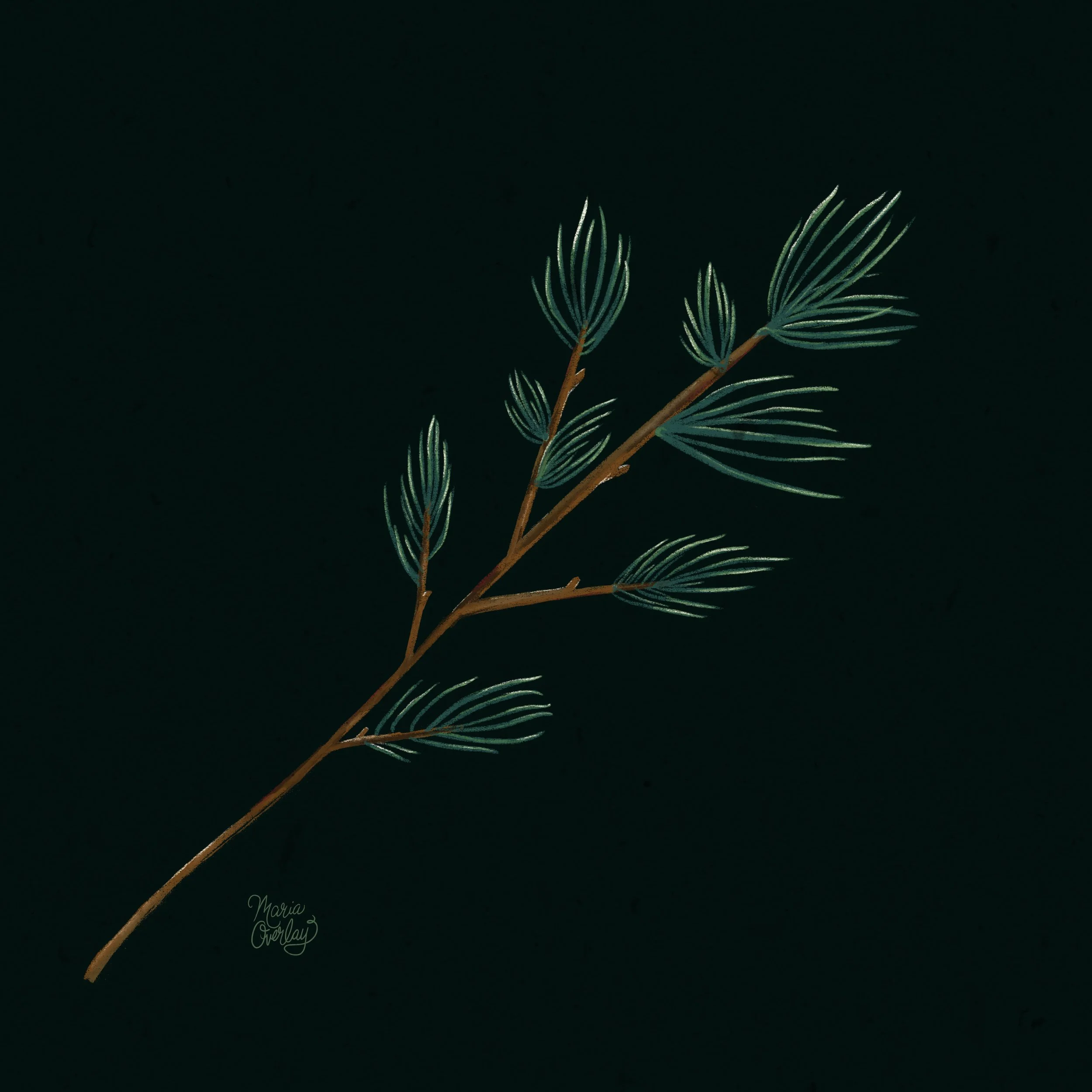 Pine Branch 