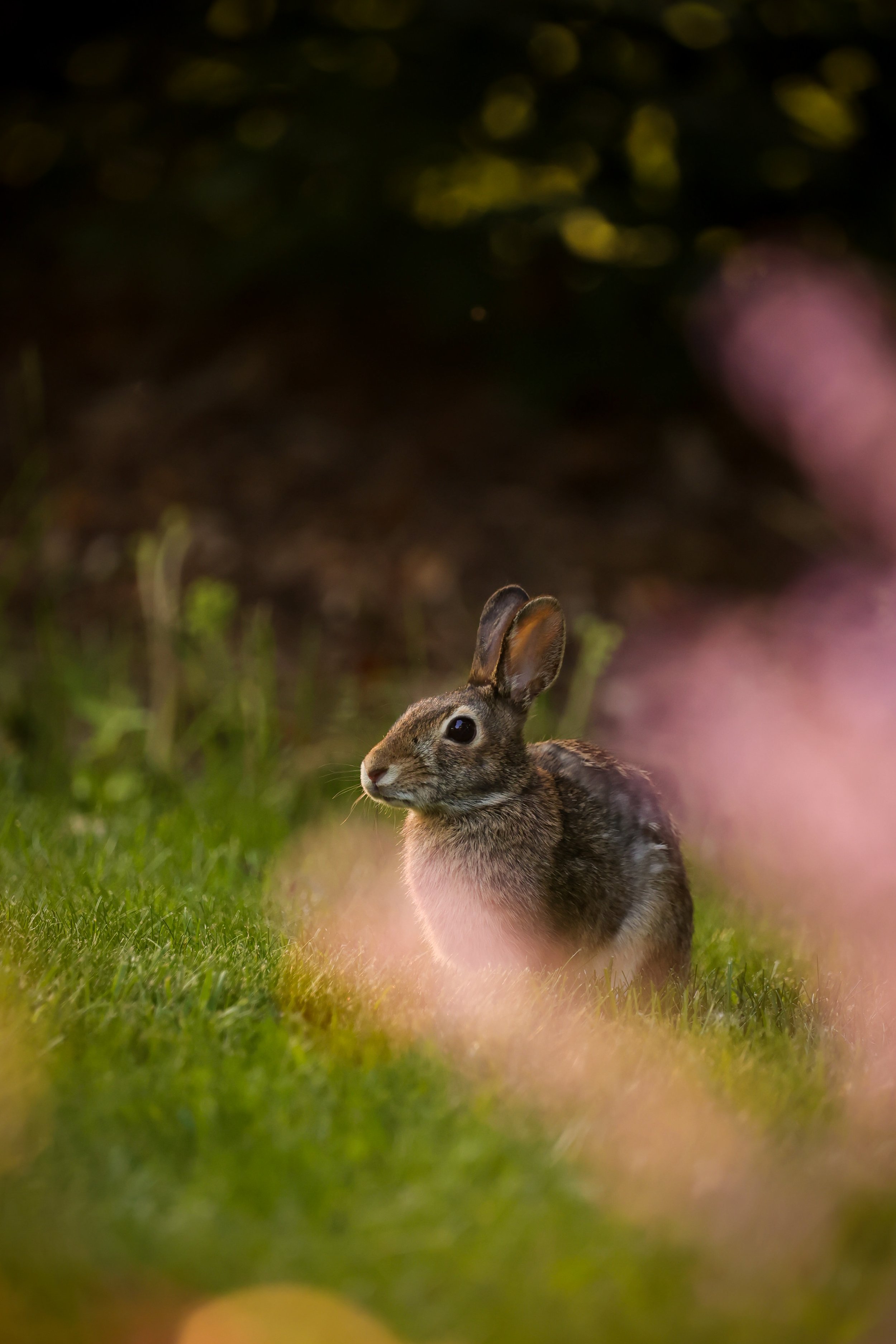 Maria Overlay Photography Bunny and Flowers
