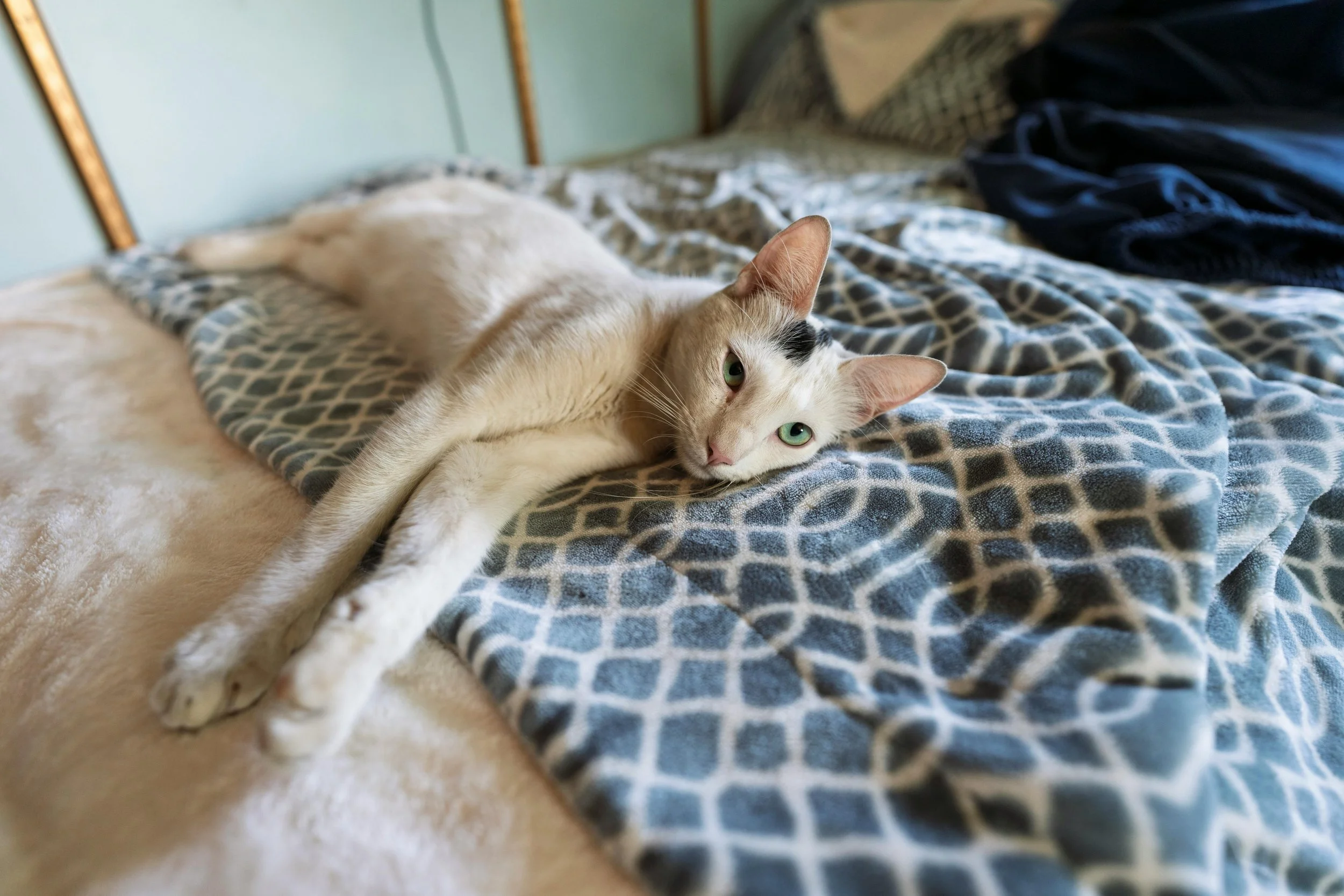 Aging in Place: Staying Home