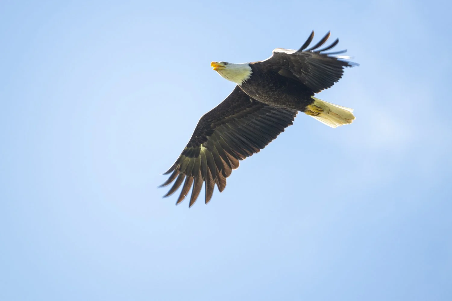 Aloft and Abound