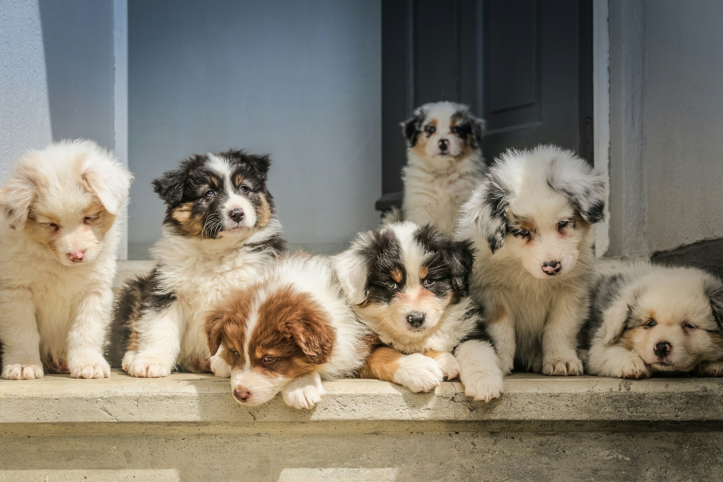 Puppy Facts: Navigating Puppyhood