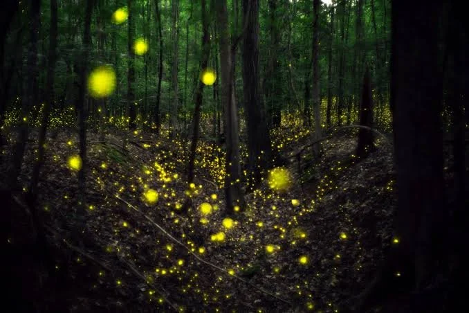 Firefly Friday