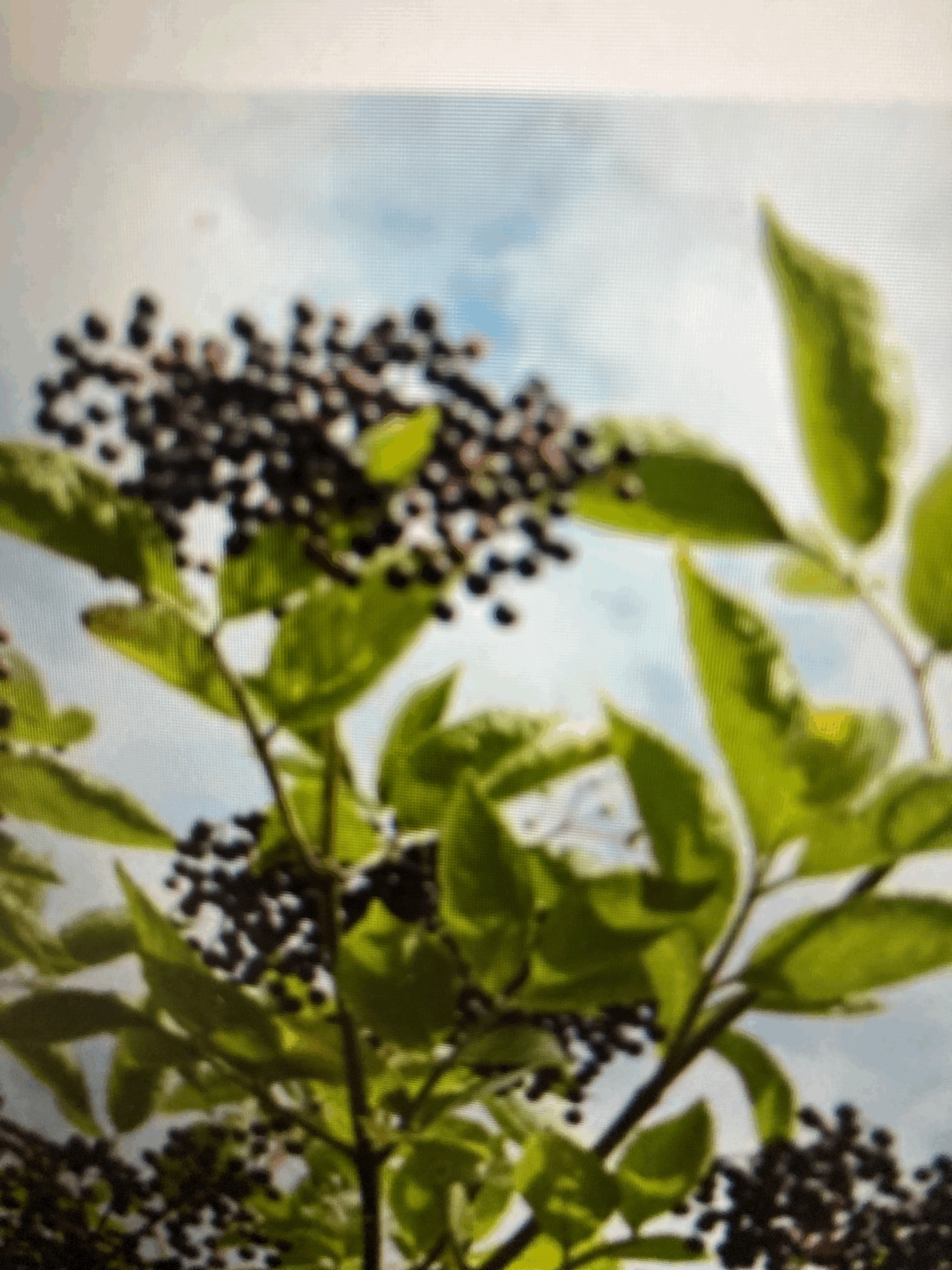 Elderberry Tree
