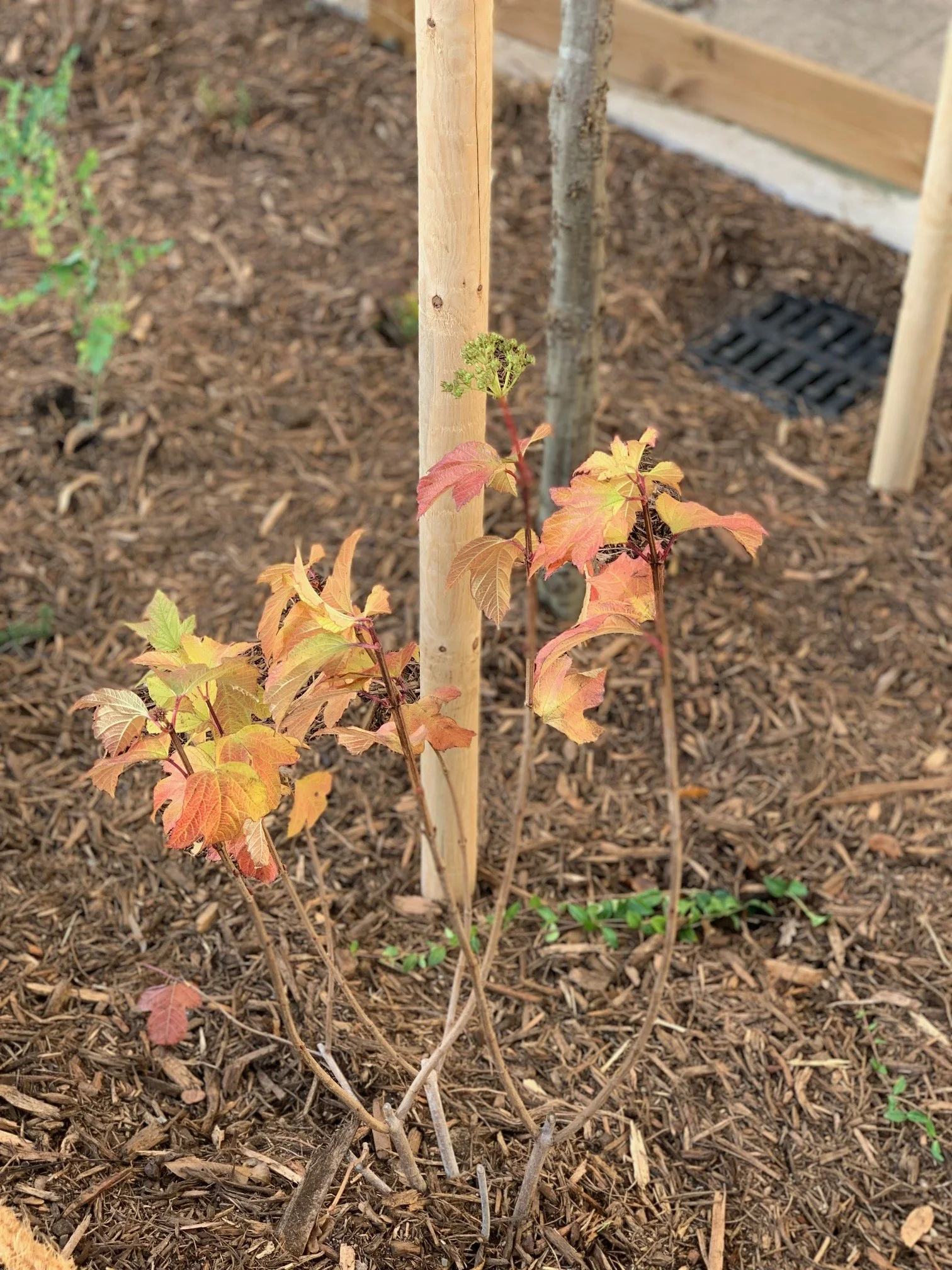 jeune plante avec des feuilles vertes et rouges, plantée dans un sol recouvert de paillis, soutenue par un tuteur en bois