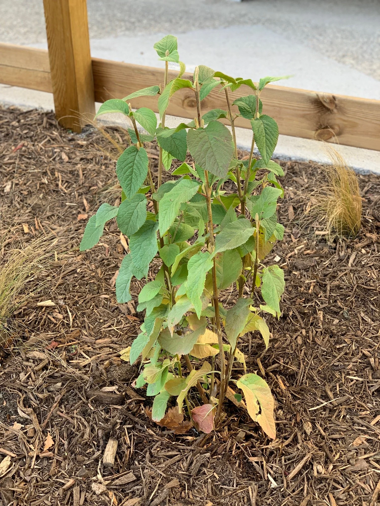 Jeune plante verte dans de la terre, avec un fond de clôture en bois et un trottoir en béton.