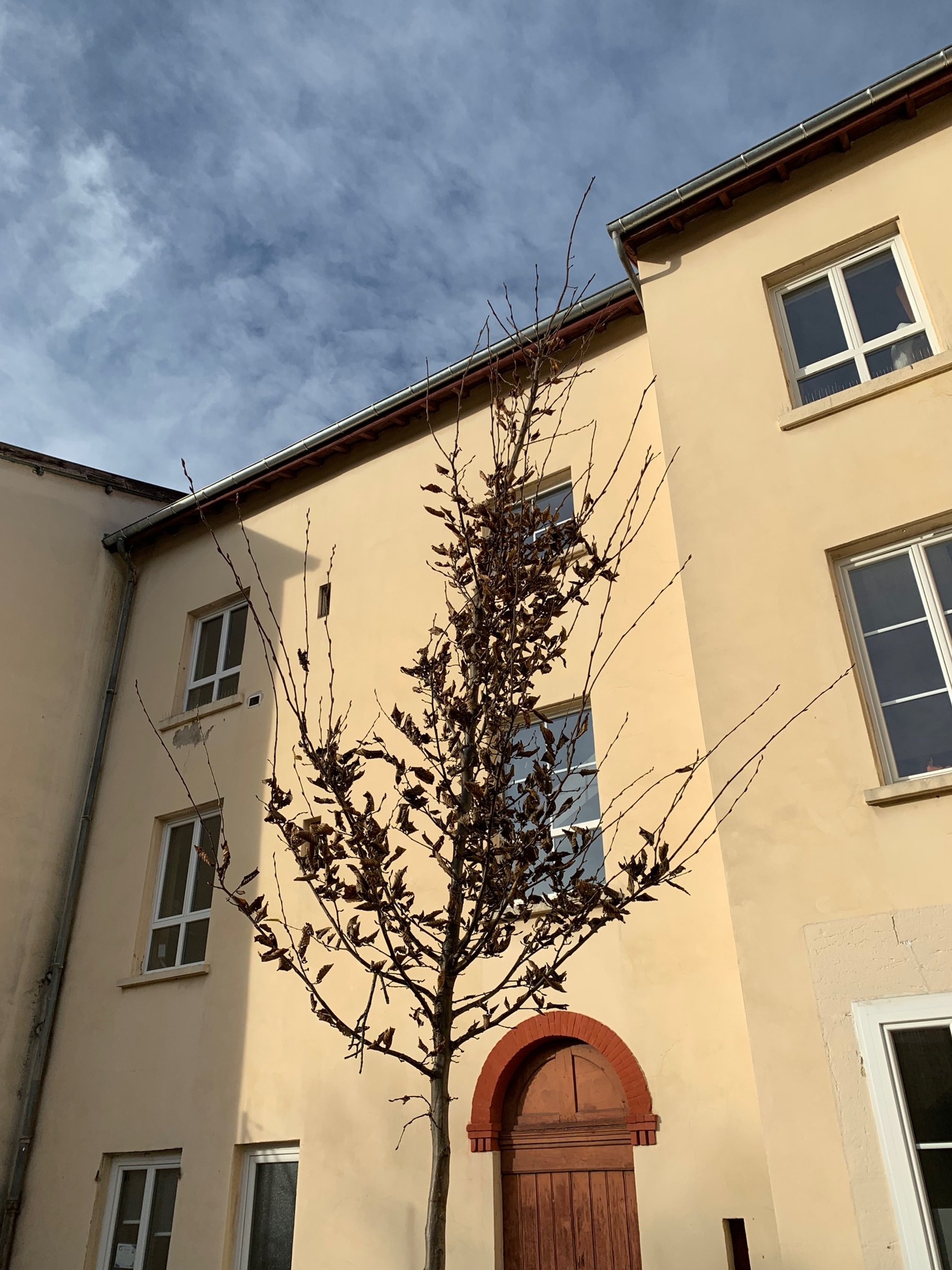 Arbre nu devant une maison beige à fenêtres blanches, avec un toit en tuiles, sous un ciel partiellement nuageux.