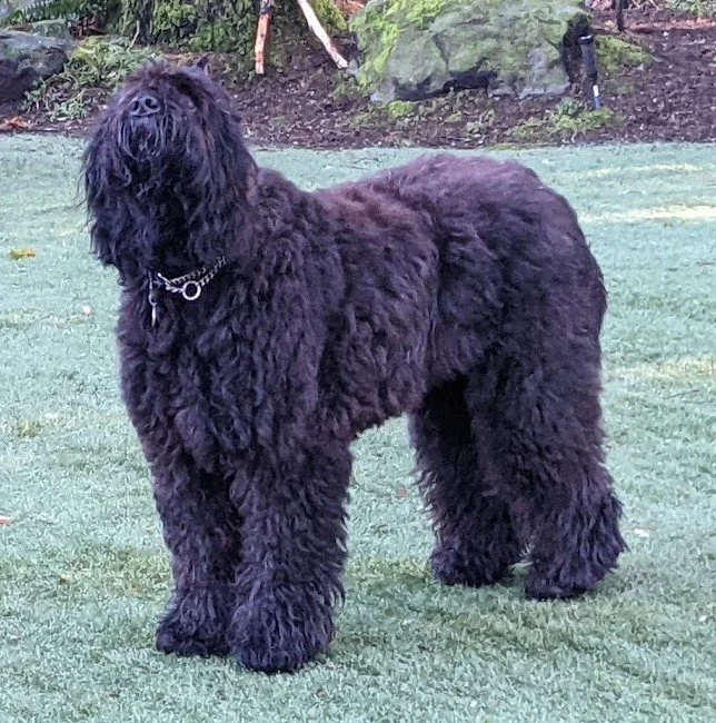 Mysty Crow - September  2023