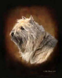 Shadowfax | August 2026 
