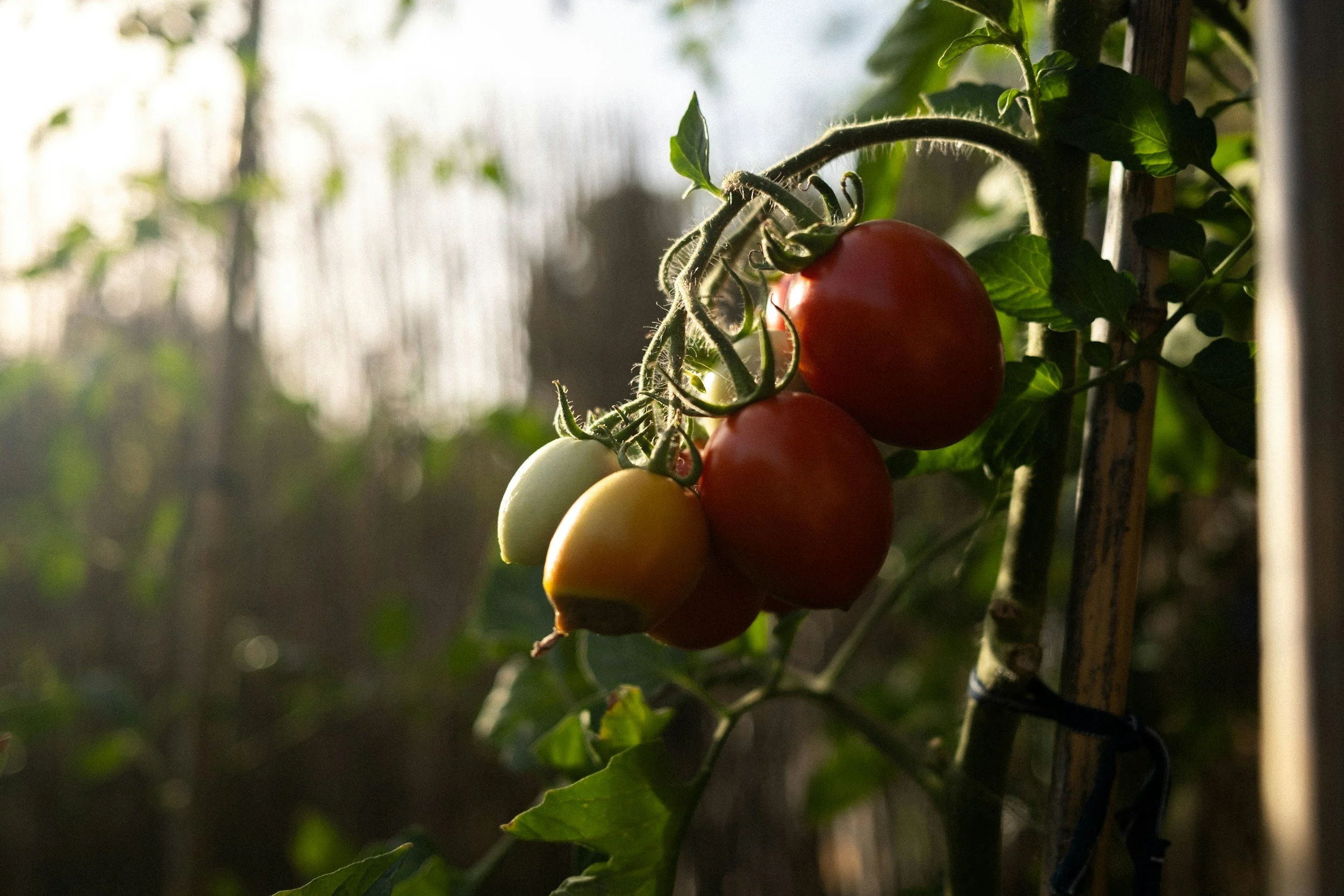 Master Gardener Pop-Up Clinic